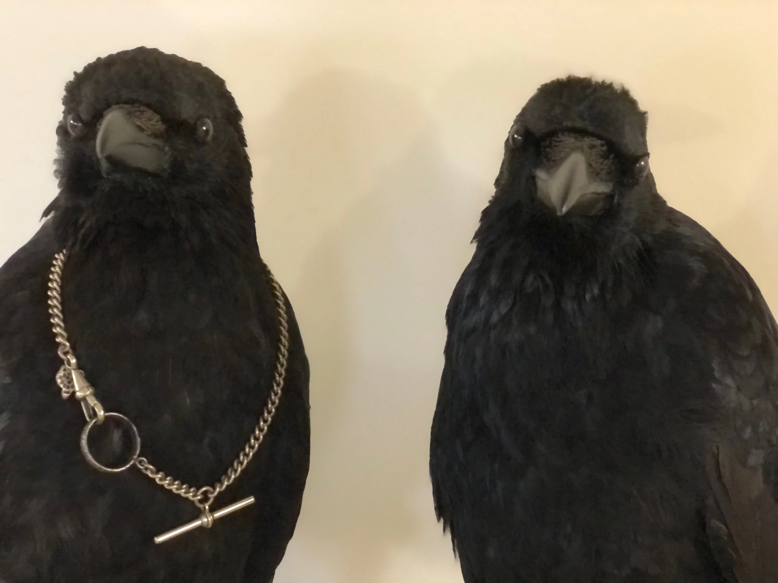 Taxidermy Crow
