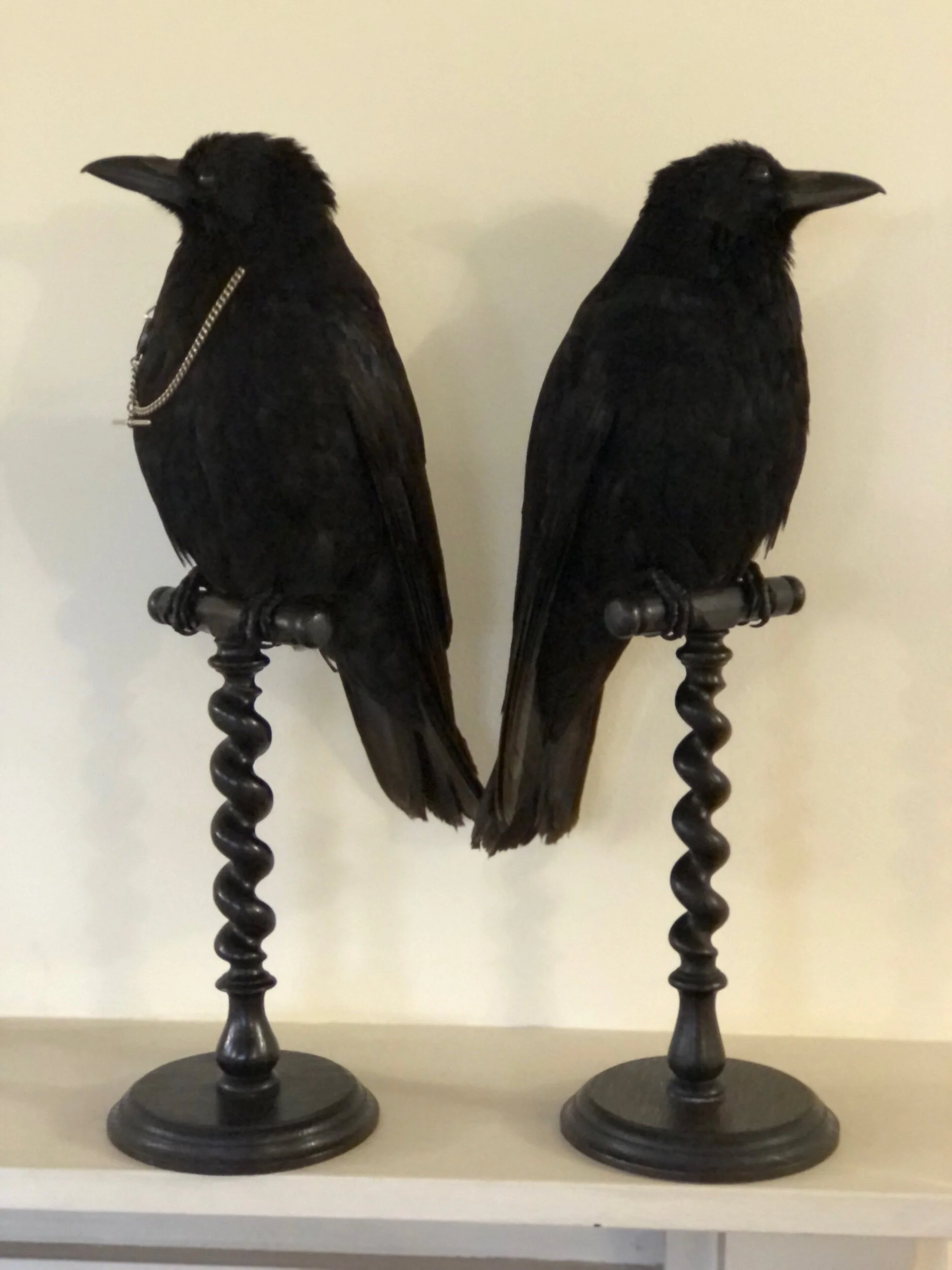 Taxidermy Crow