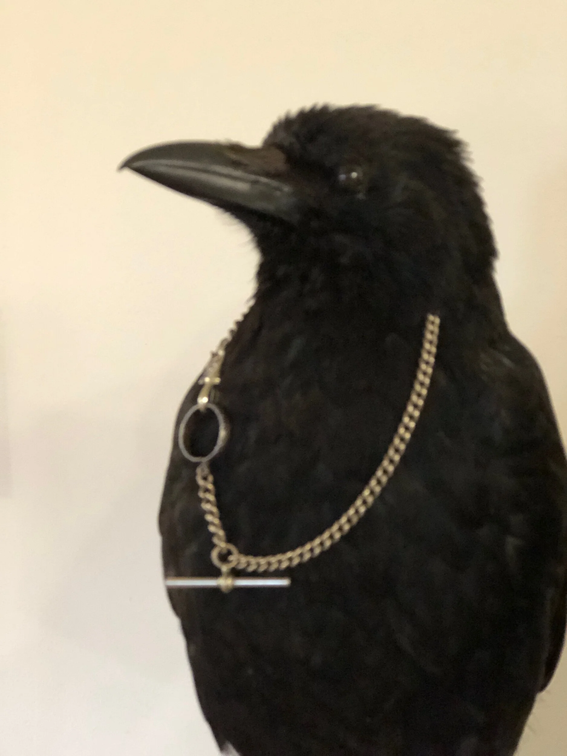 Taxidermy Crow