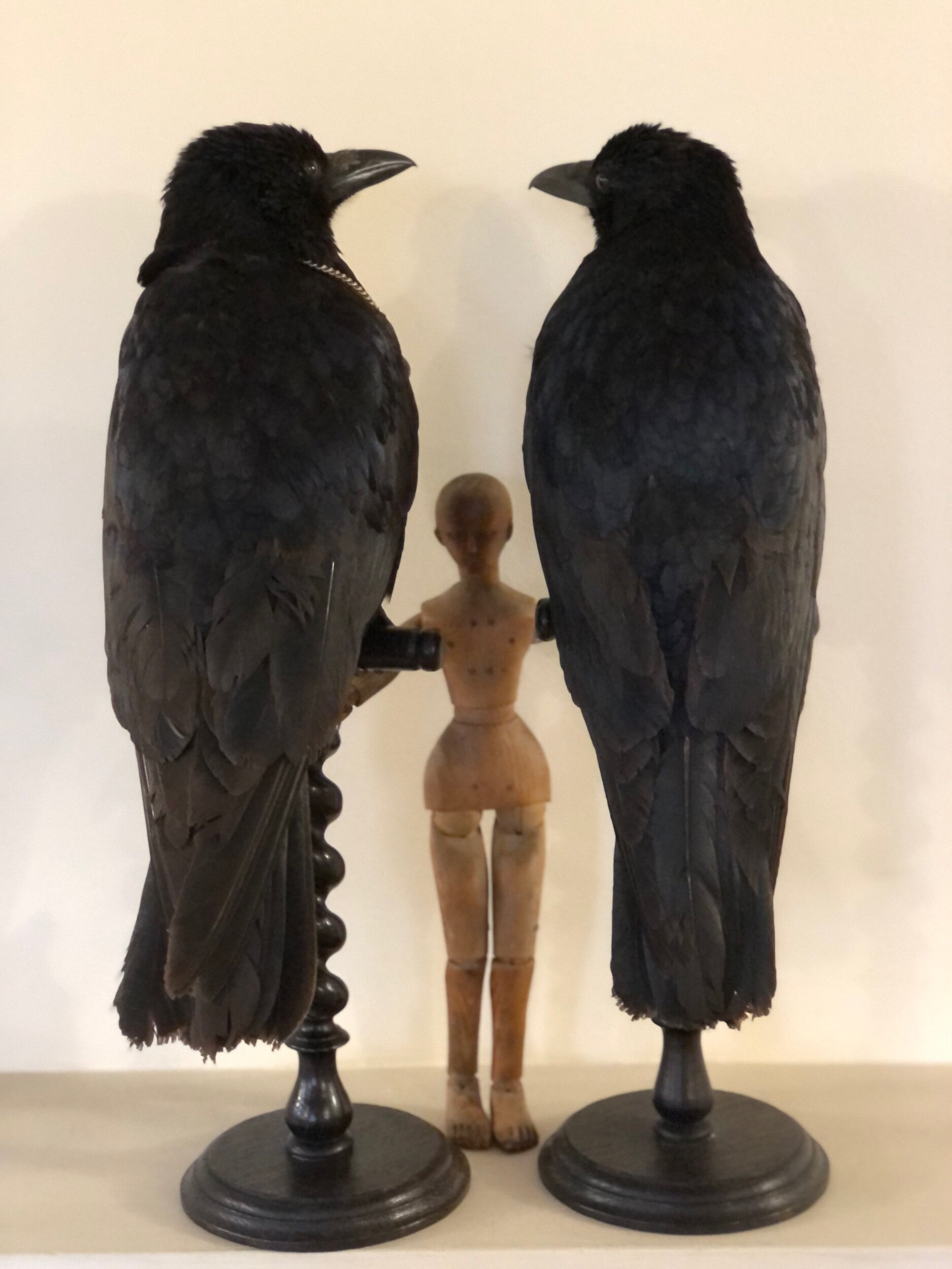 Taxidermy Crow