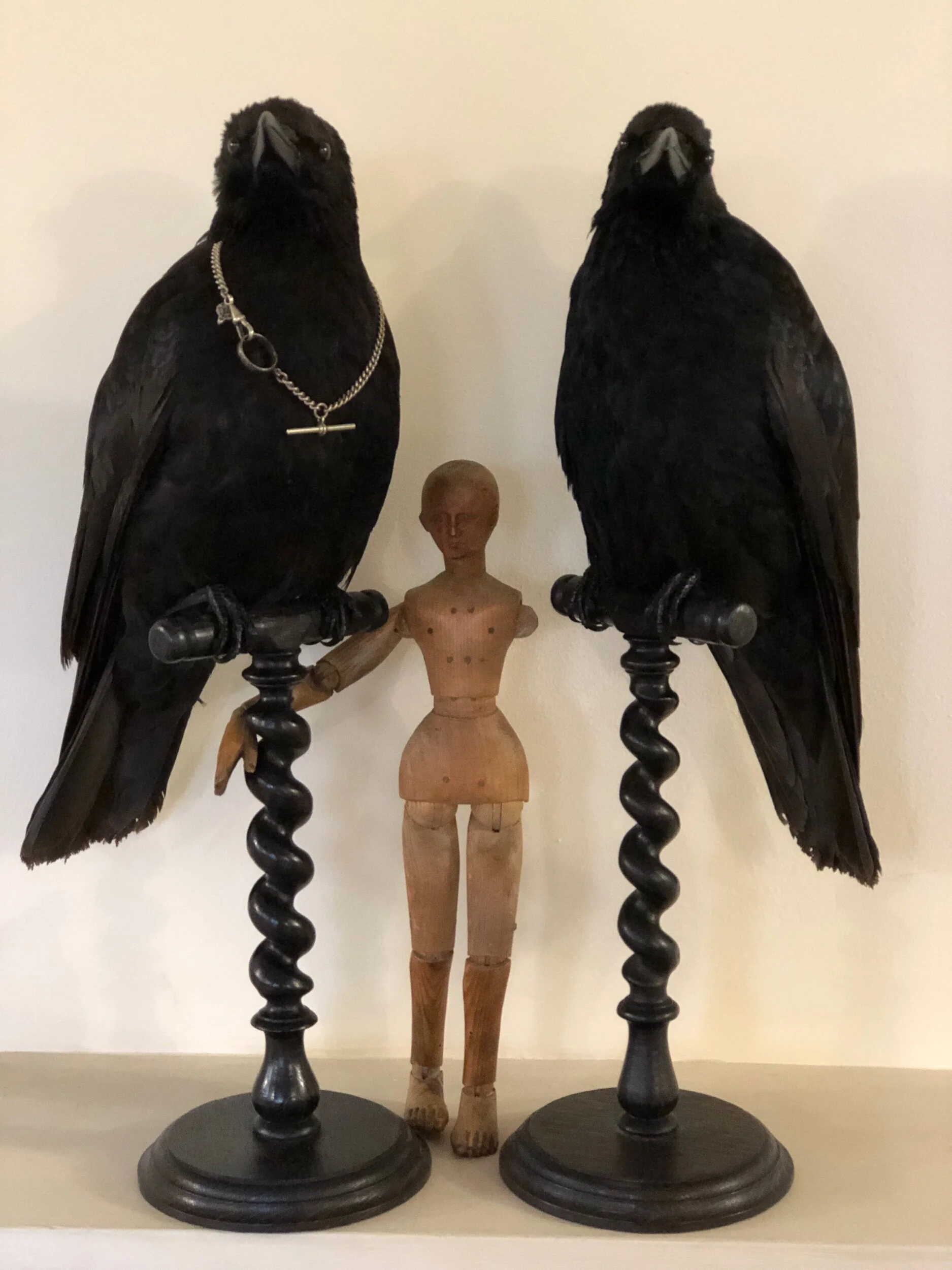 Taxidermy Crow