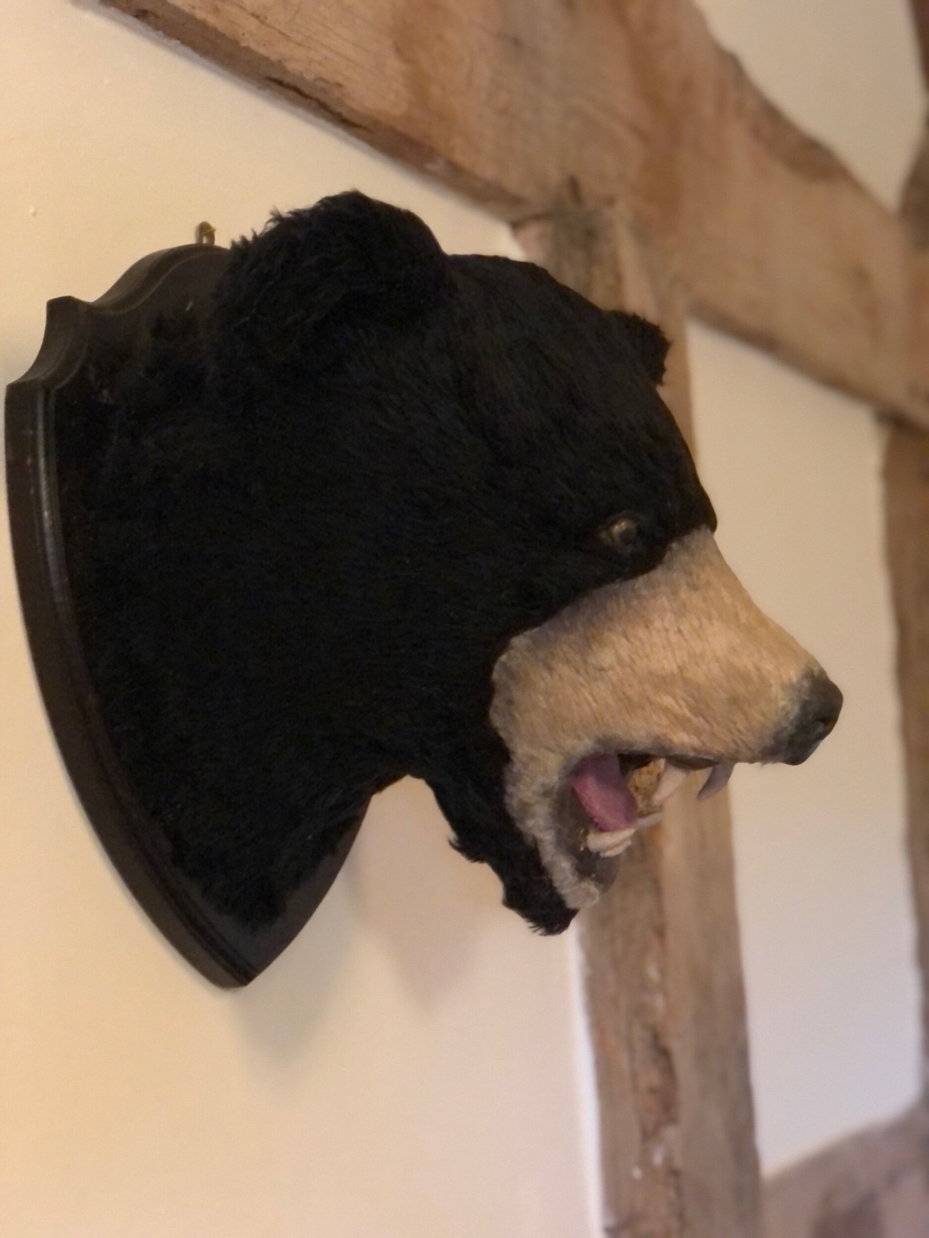 Mounted Bear Head Prop
