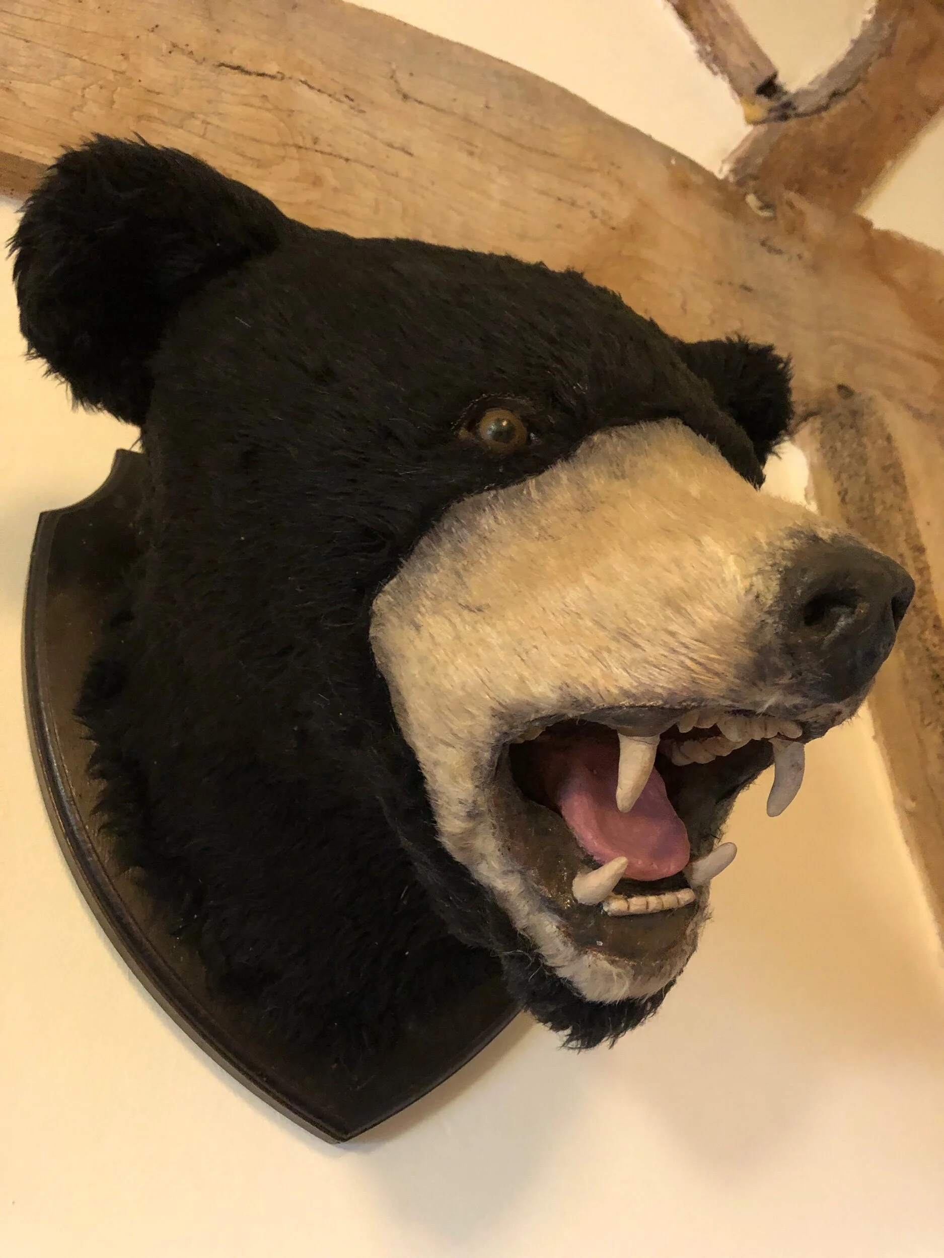 Mounted Bear Head Prop