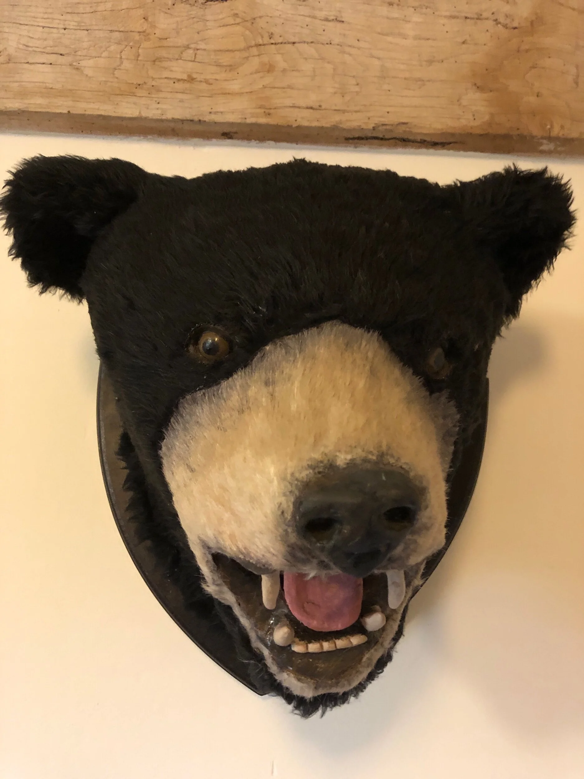 Mounted Bear Head Prop