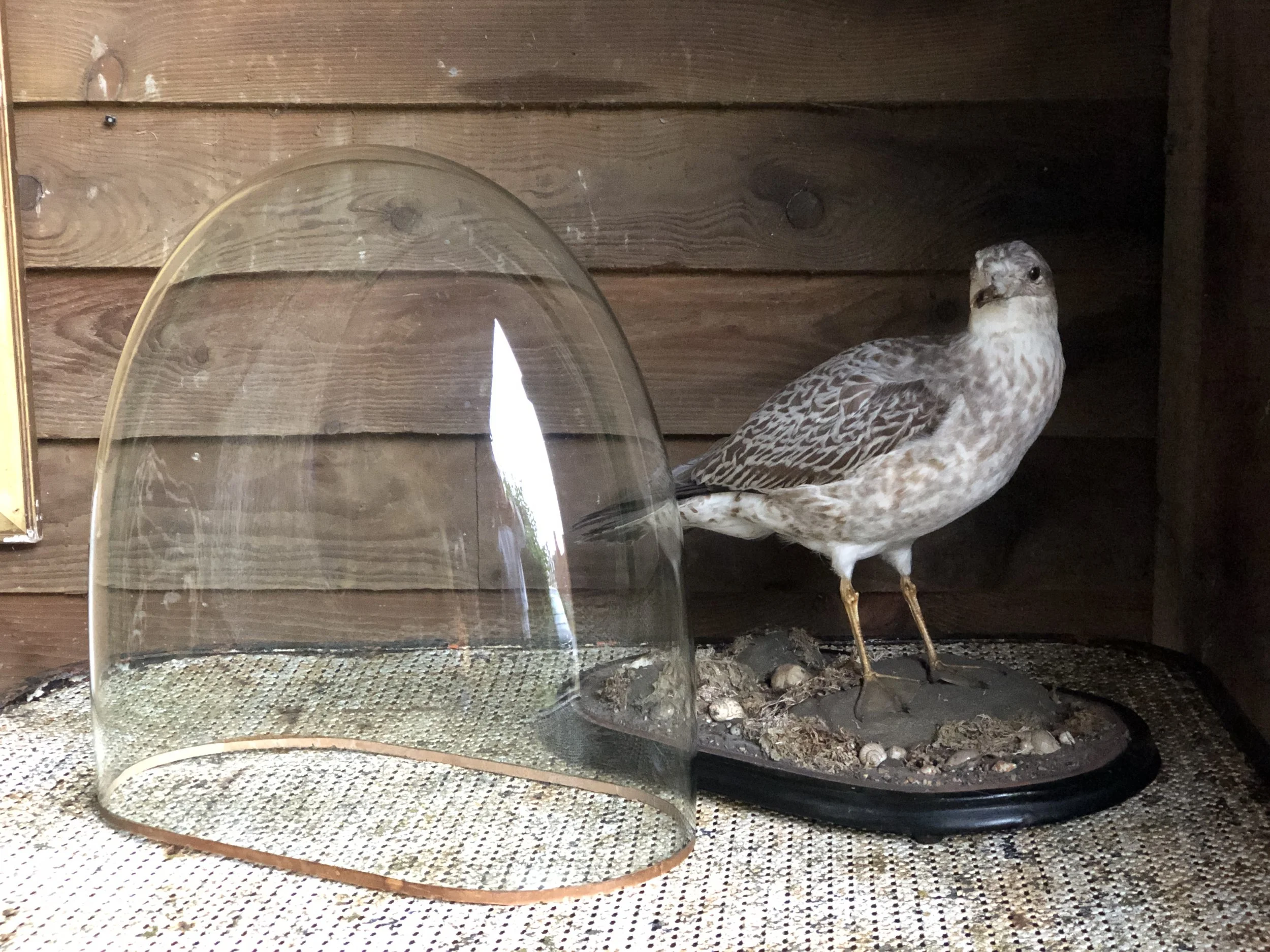 Victorian Taxidermy Gull