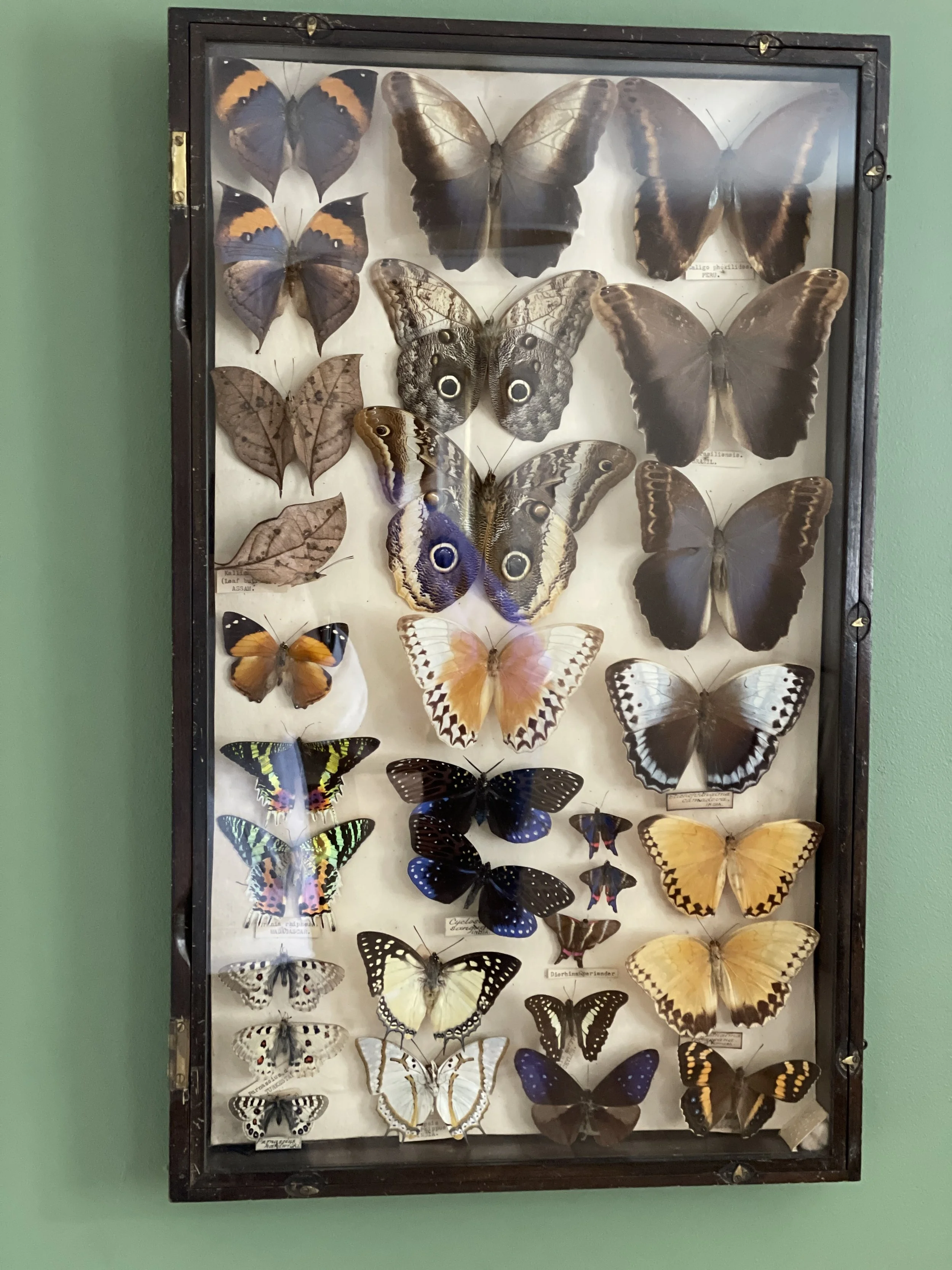 Antique Butterfly Display Case