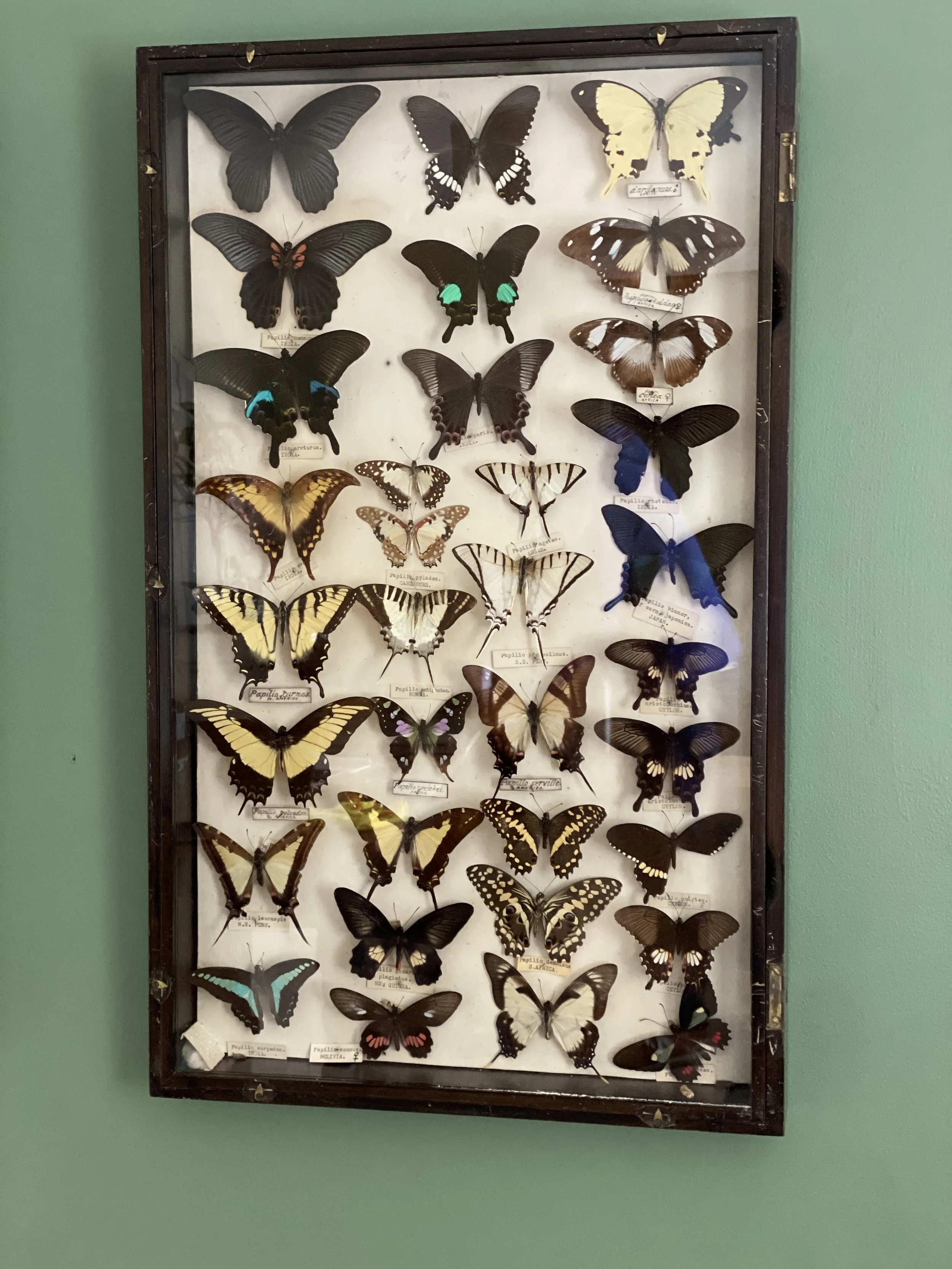 Antique Butterfly Display Case