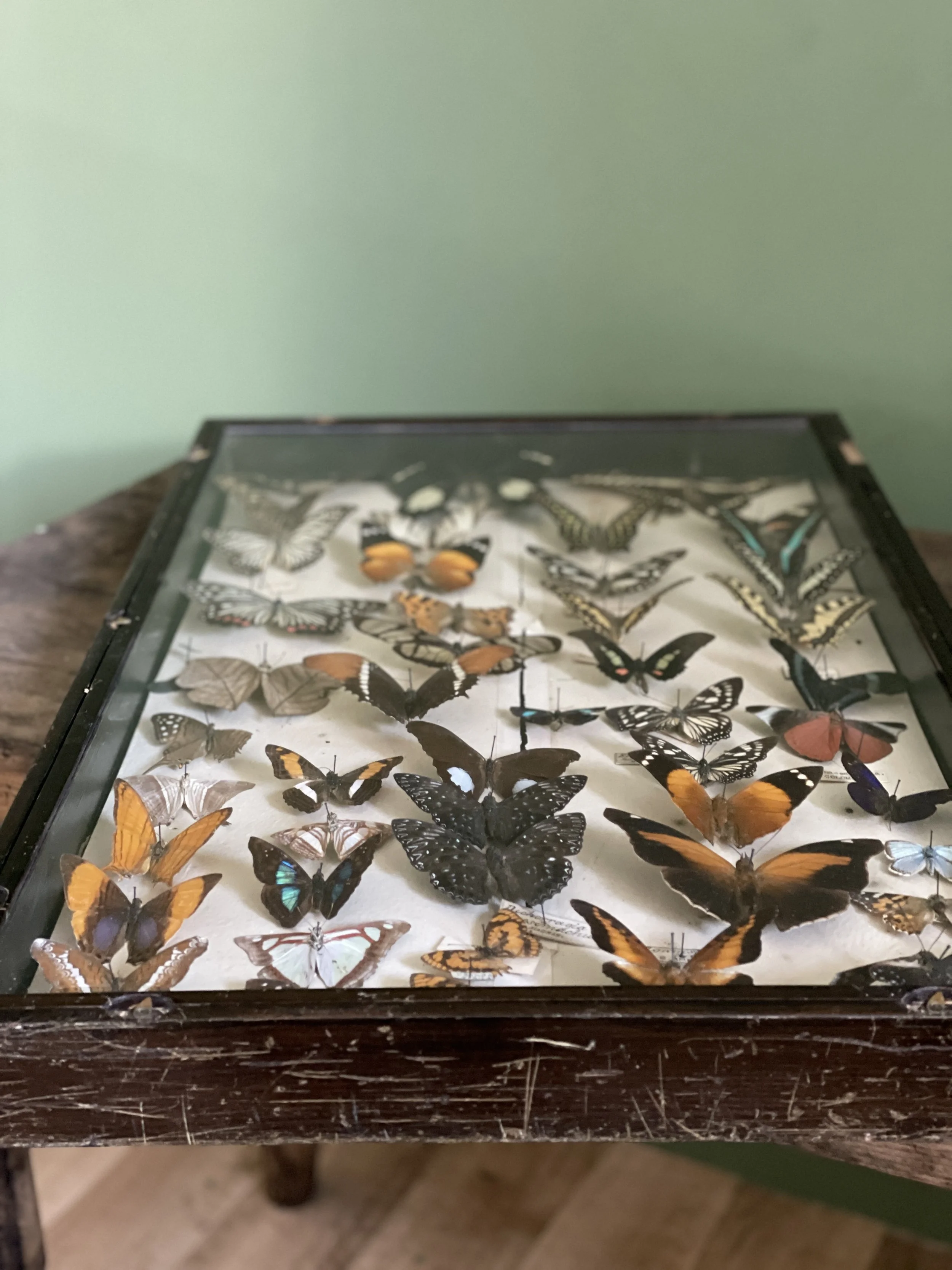 Antique Display Butterfly Case 3