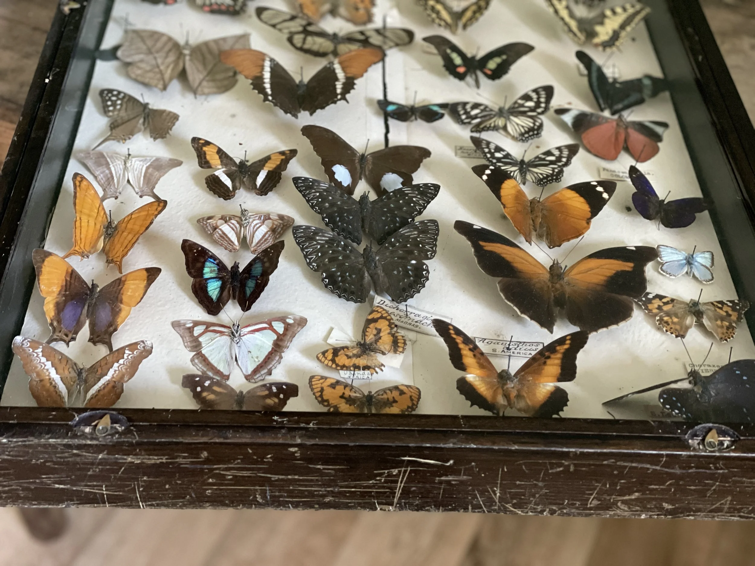 Antique Display Butterfly Case 3