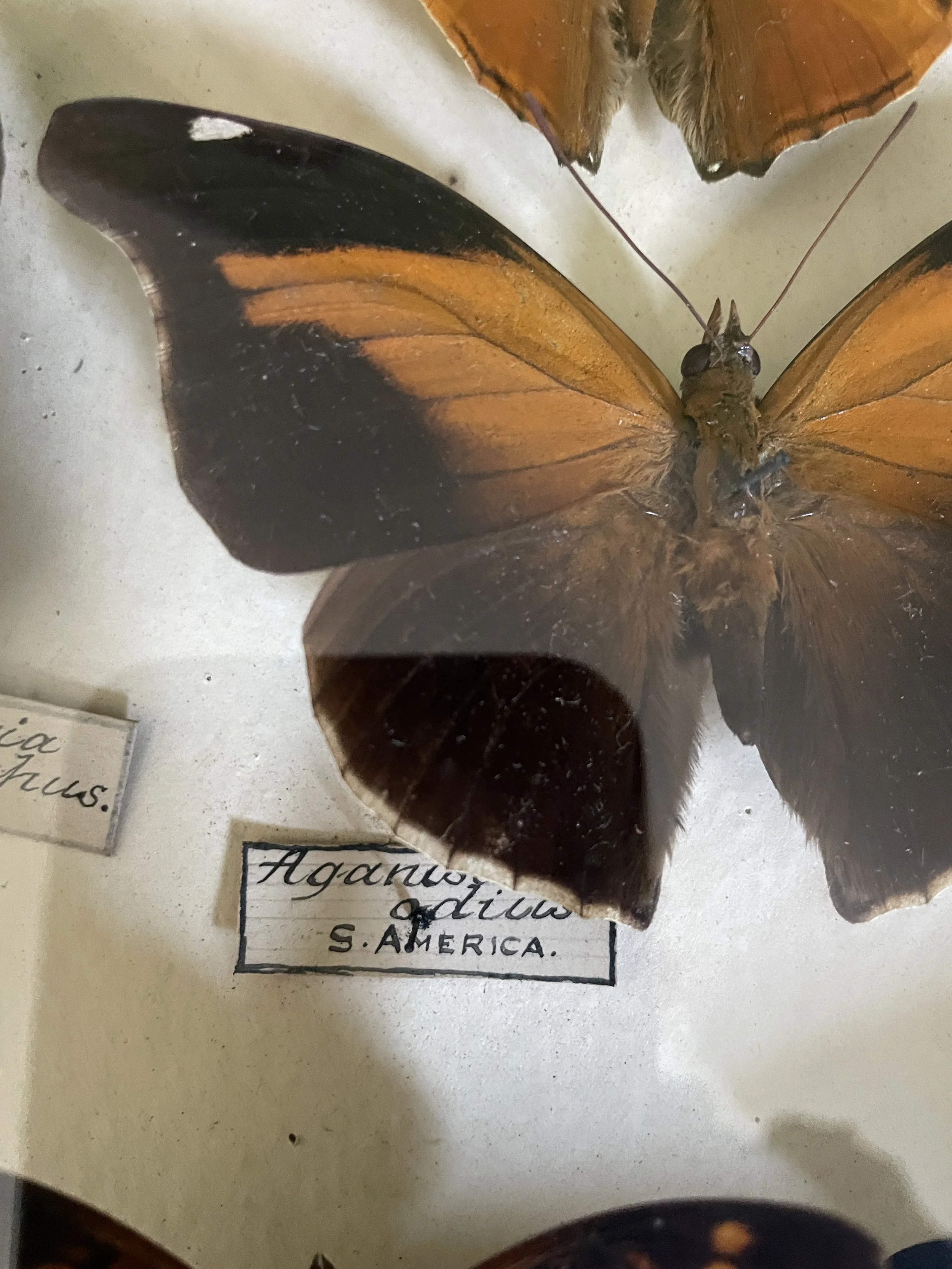 Antique Display Butterfly Case 3