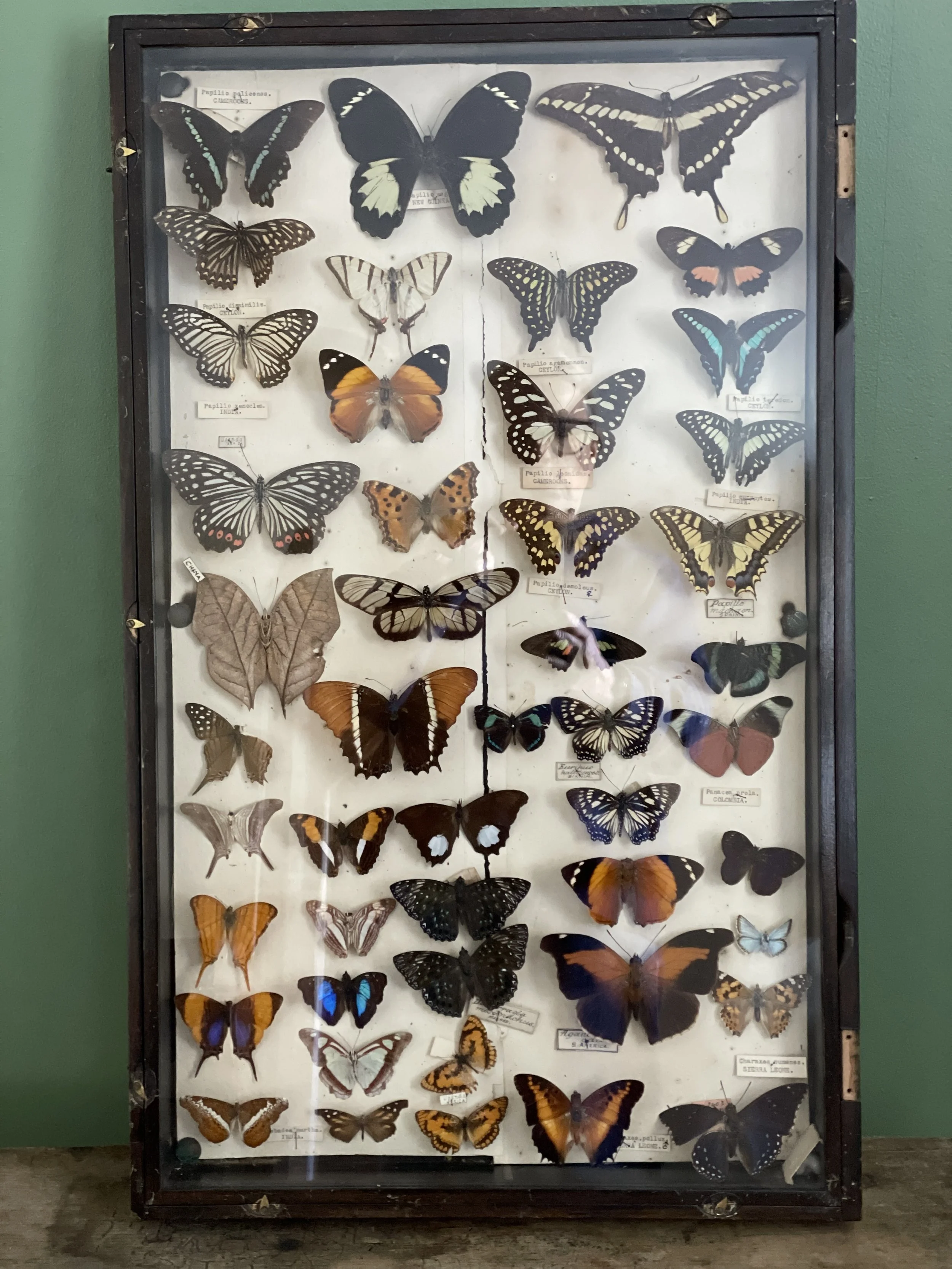 Antique Display Butterfly Case 3