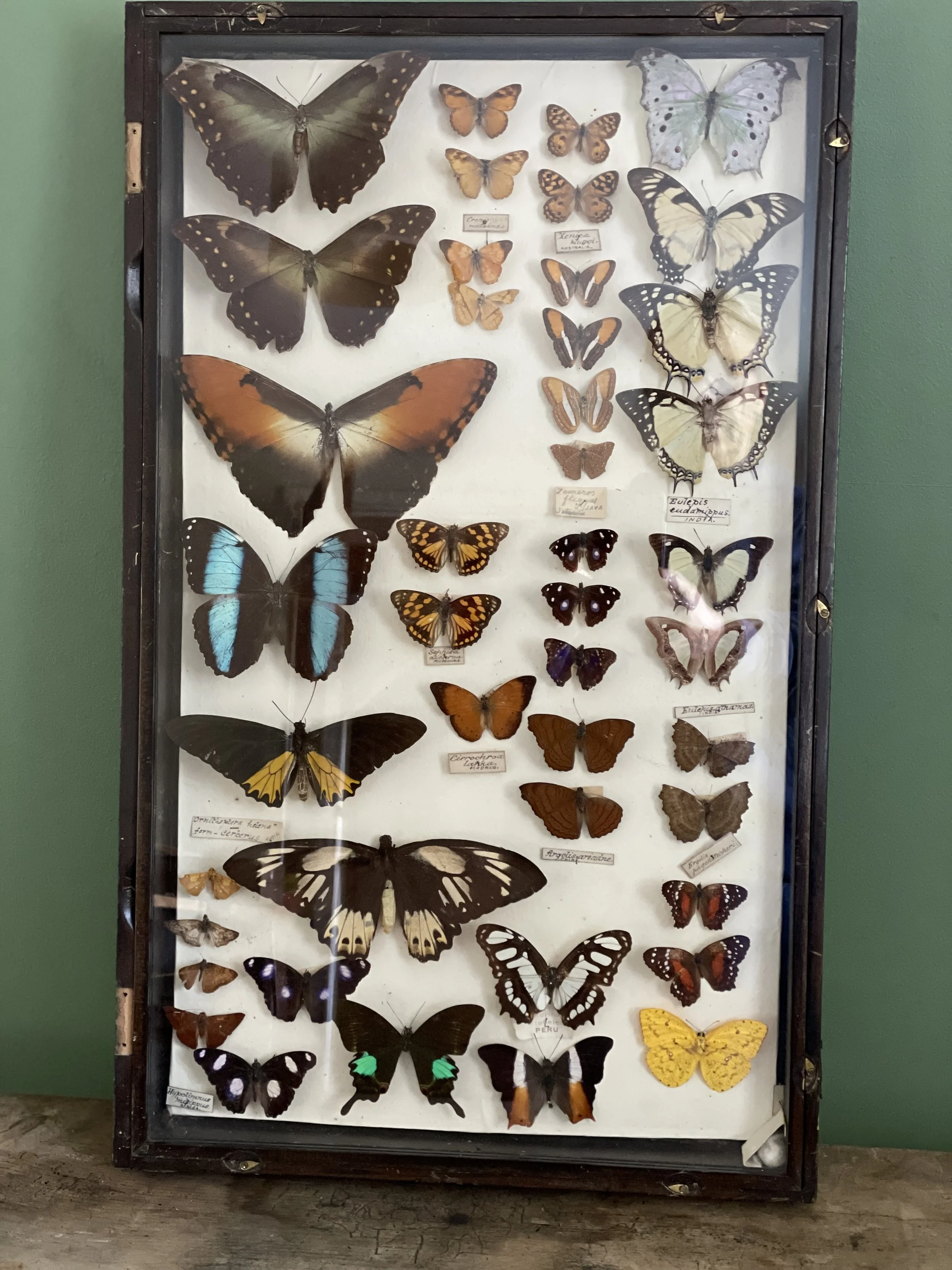 Antique Butterfly Case