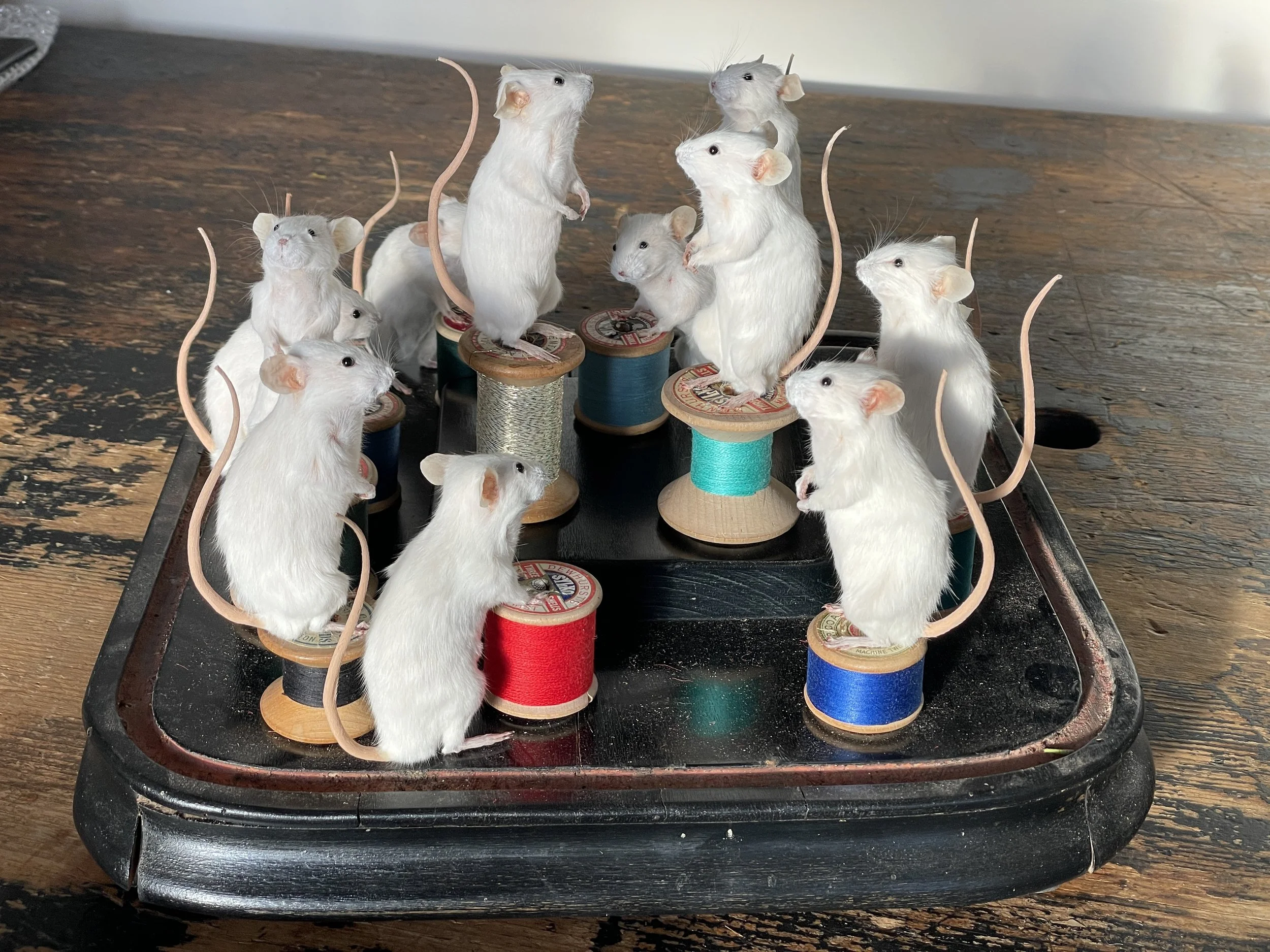 Taxidermy Mice