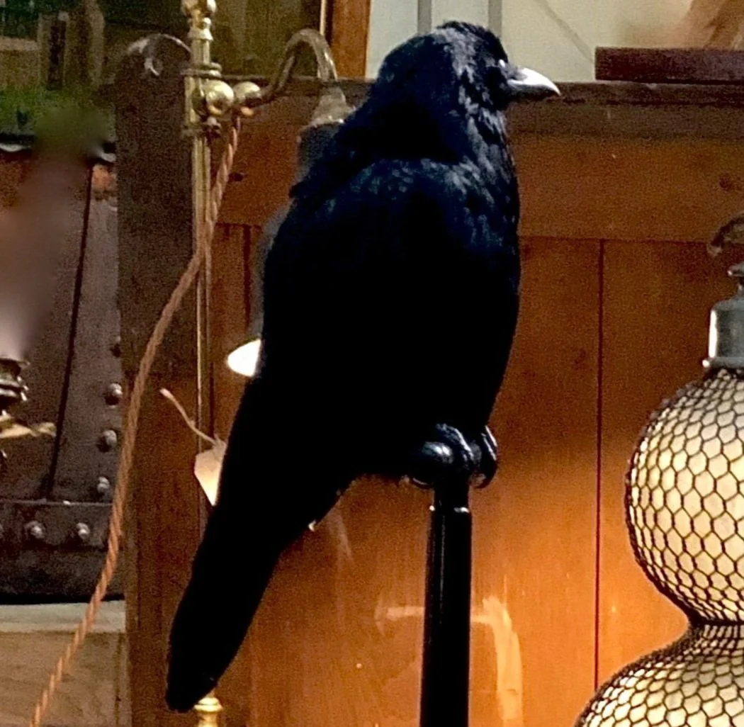 Taxidermy Carrion Crow