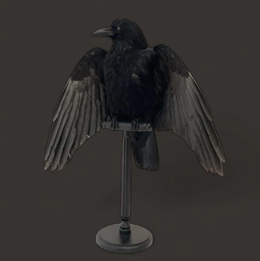Taxidermy Carrion  Crow