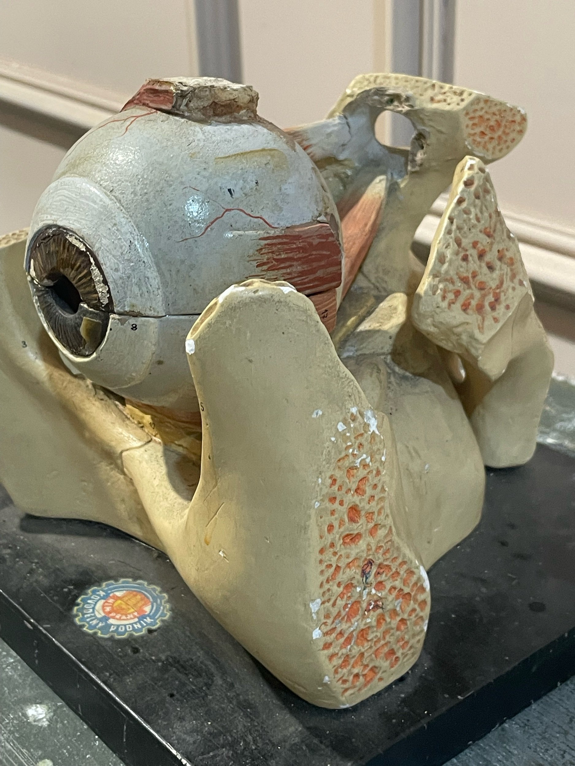 1950s Anatomical Model of an Eye