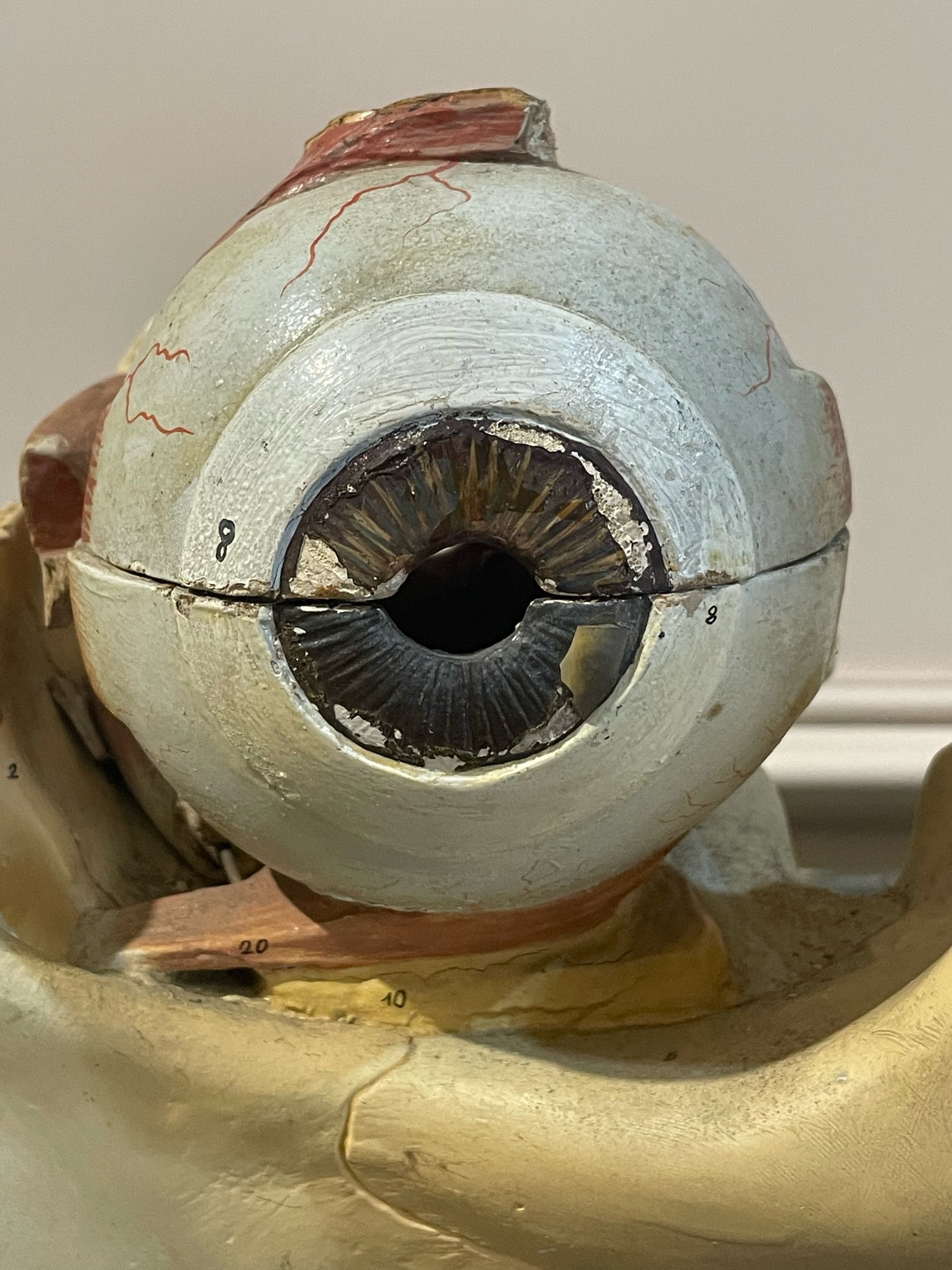 1950s Anatomical Model of an Eye