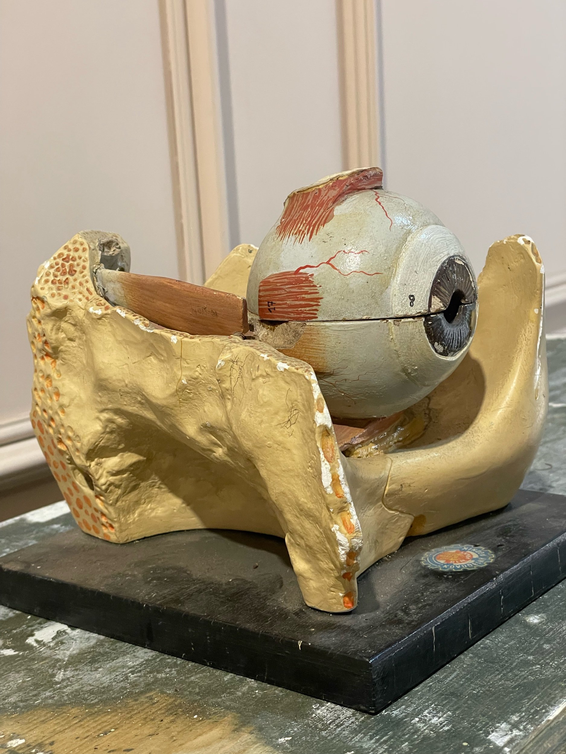 1950s Anatomical Model of an Eye