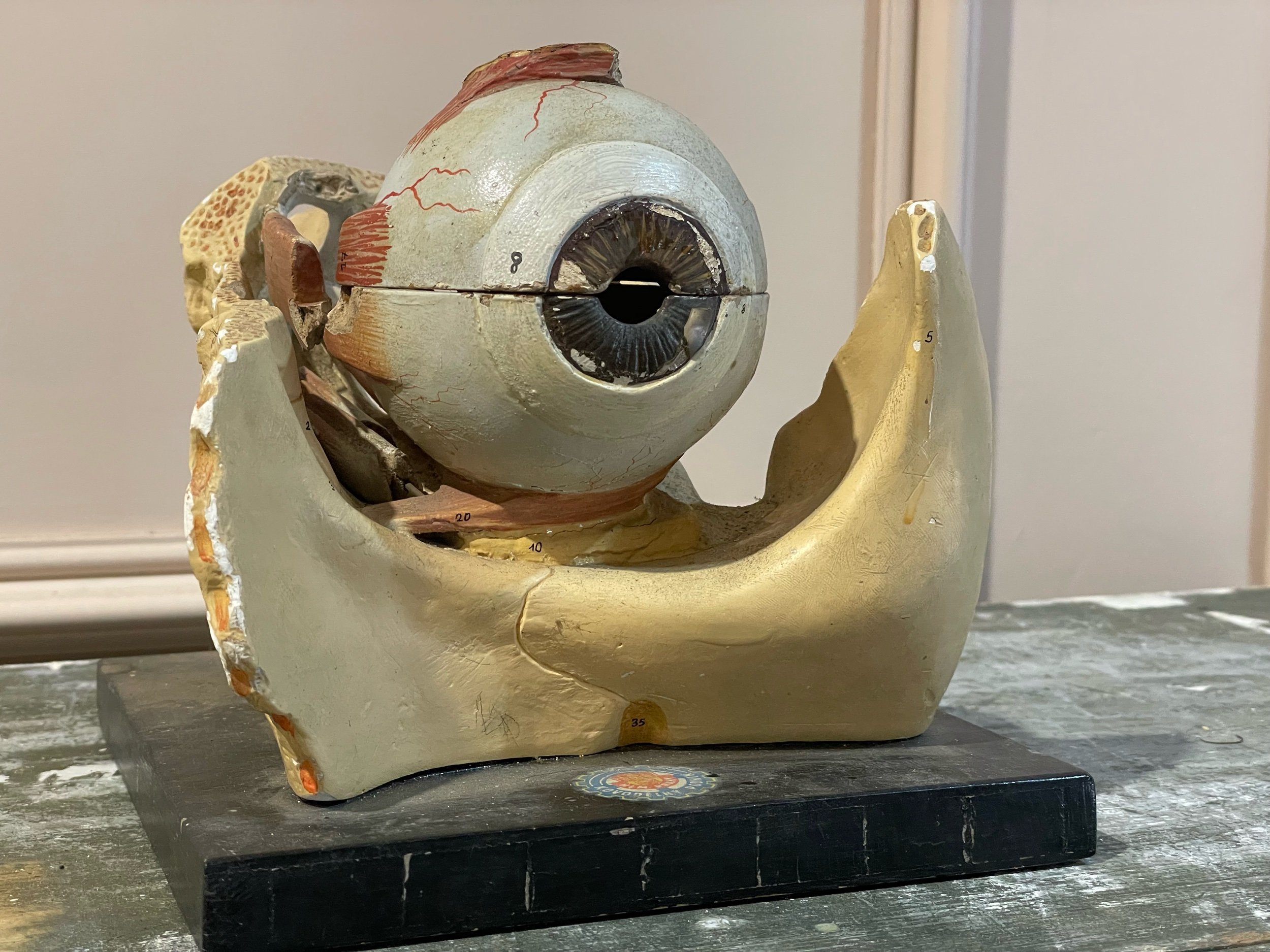 1950s Anatomical Model of an Eye