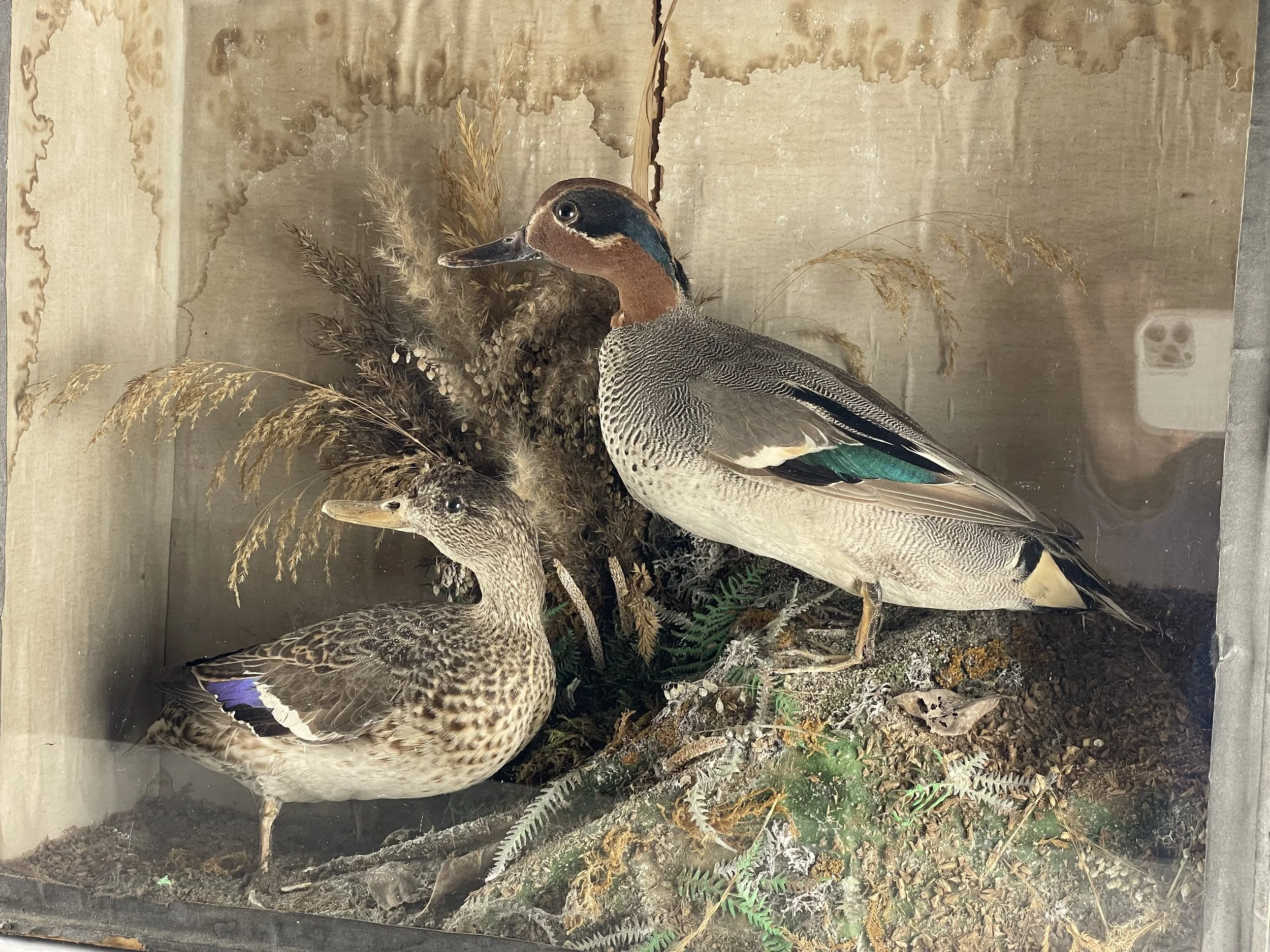 Pair of Taxidermy Teal Ducks