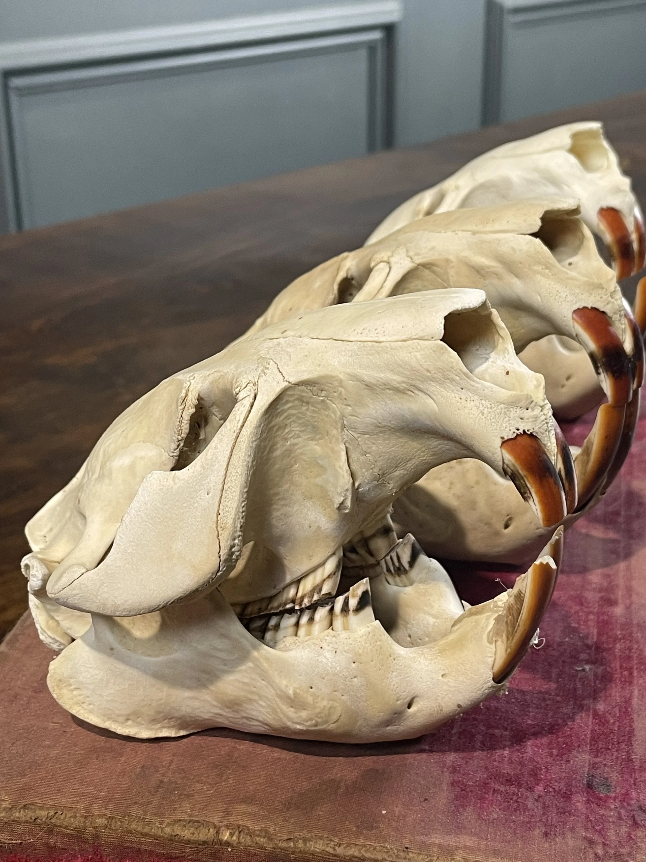 Beaver Skulls