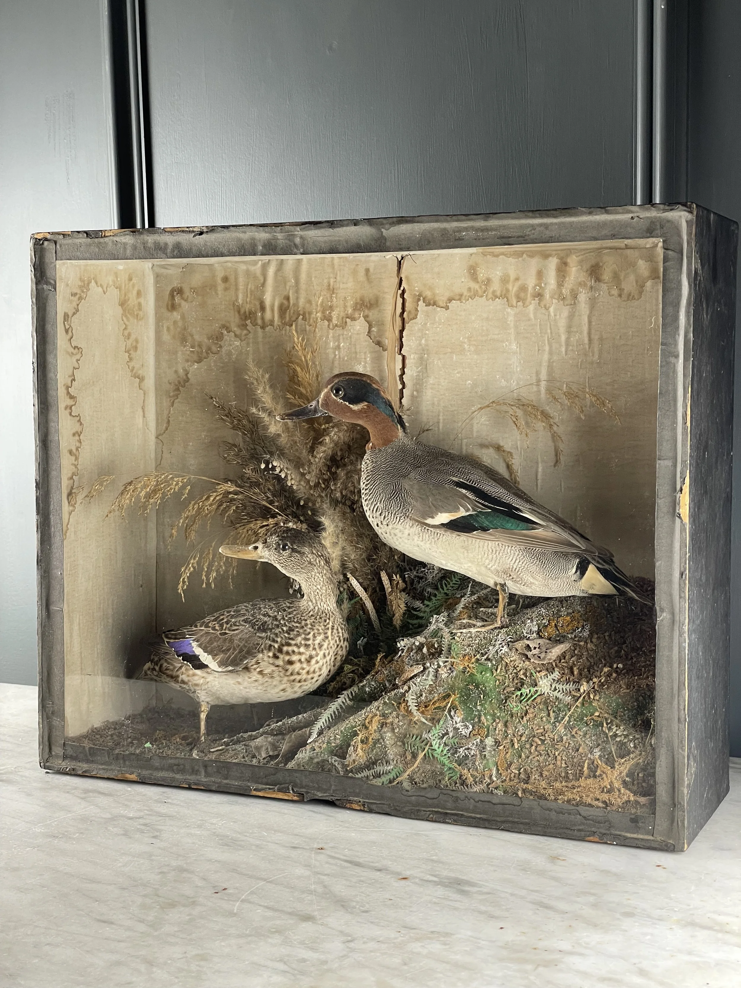 Pair Taxidermy Teal Ducks
