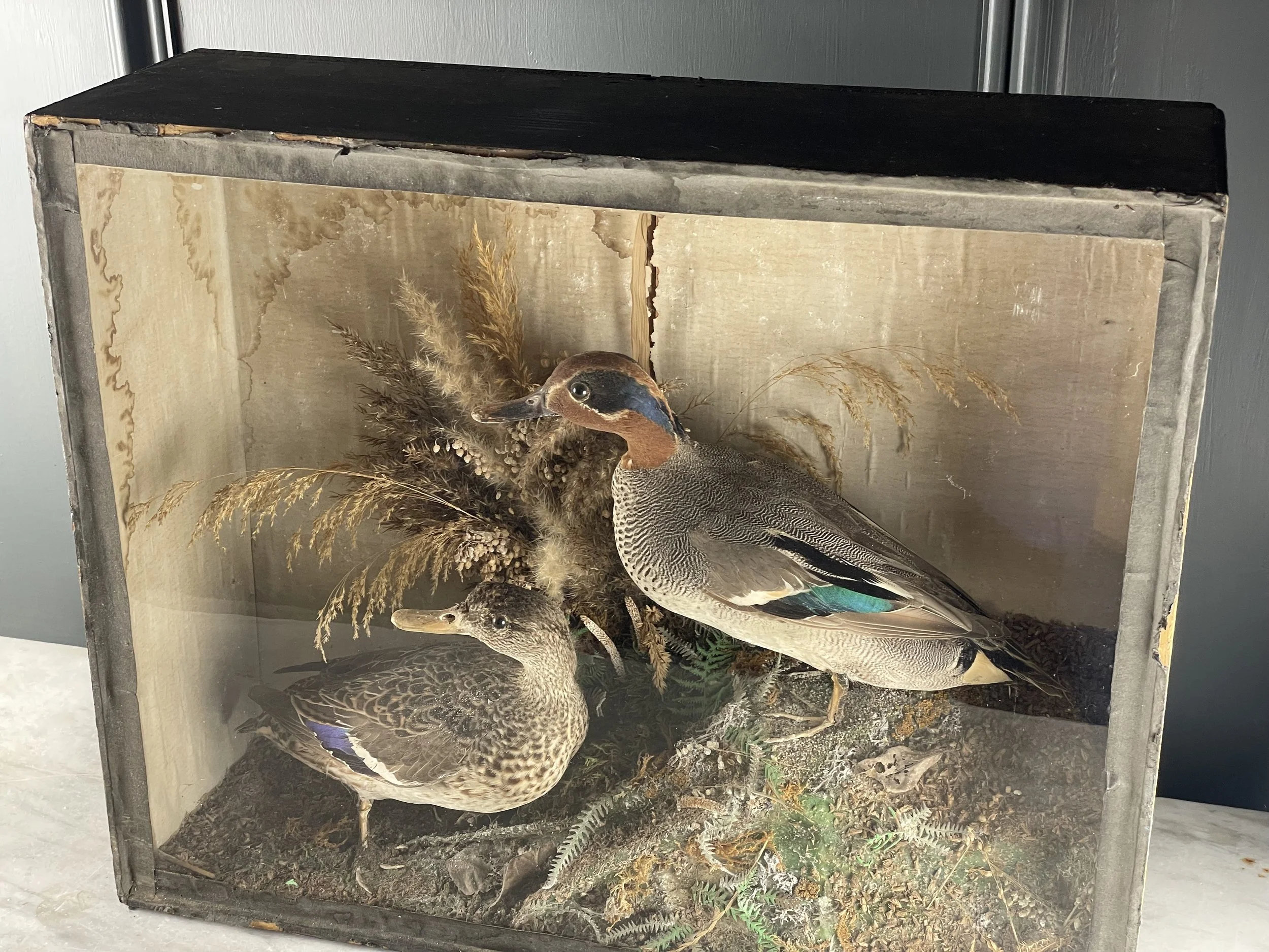 Pair Taxidermy Teal Ducks