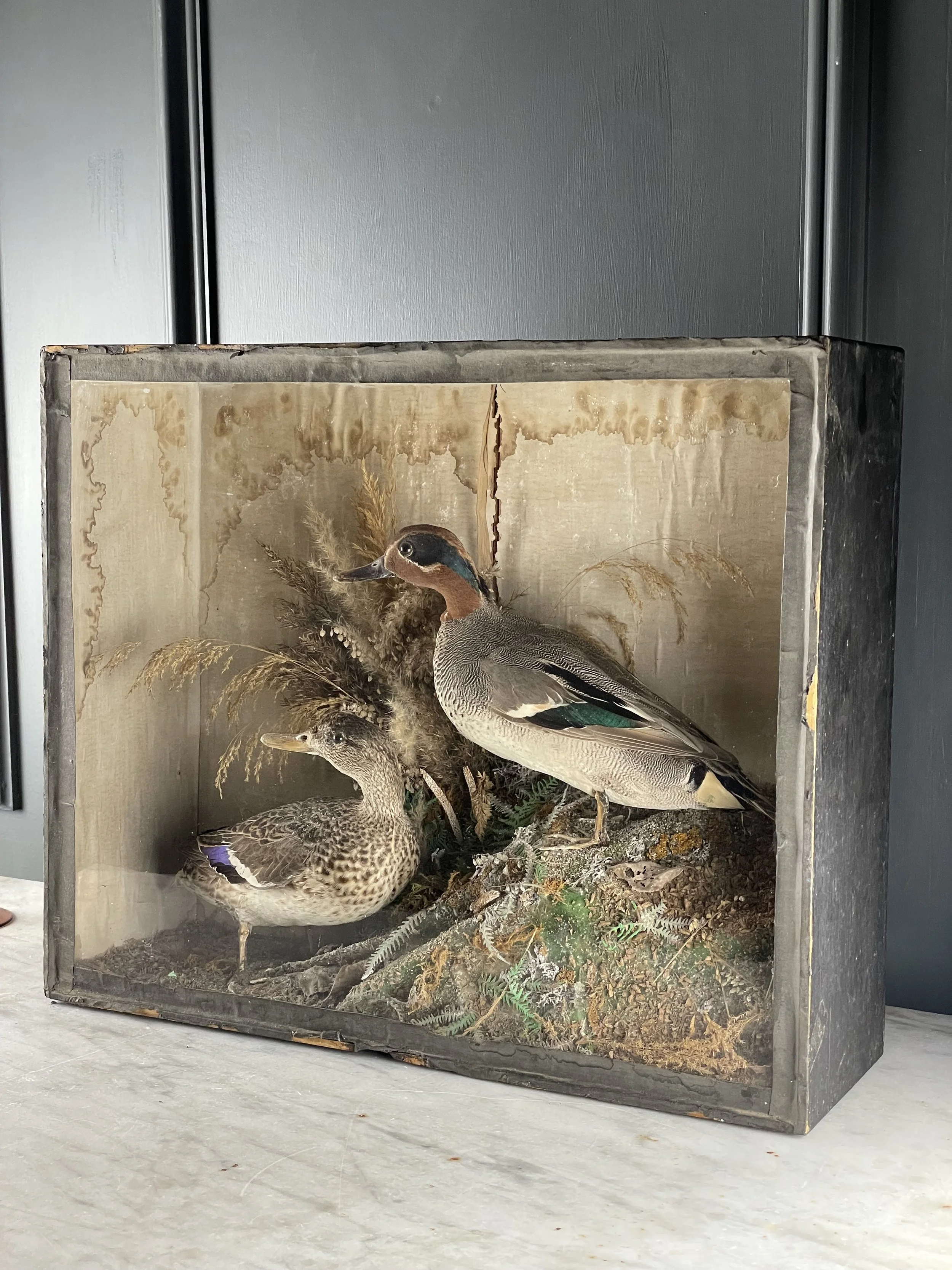 Pair of Taxidermy Teal Ducks