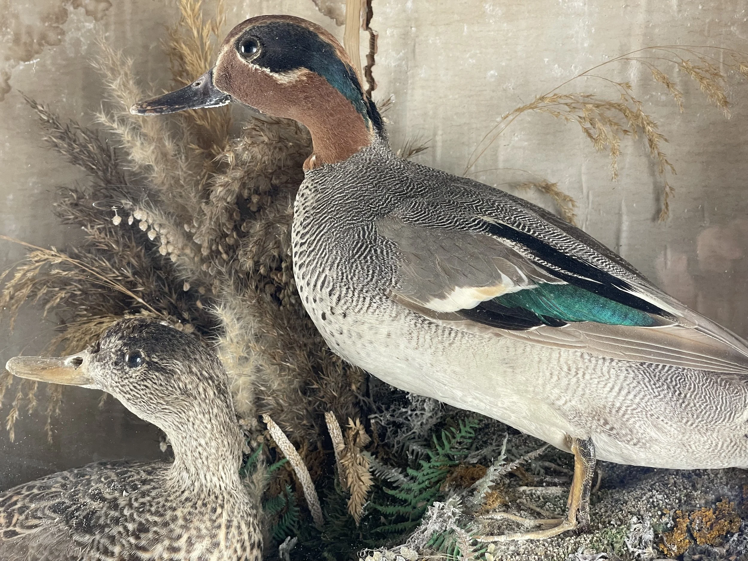 Pair Taxidermy Teal Ducks