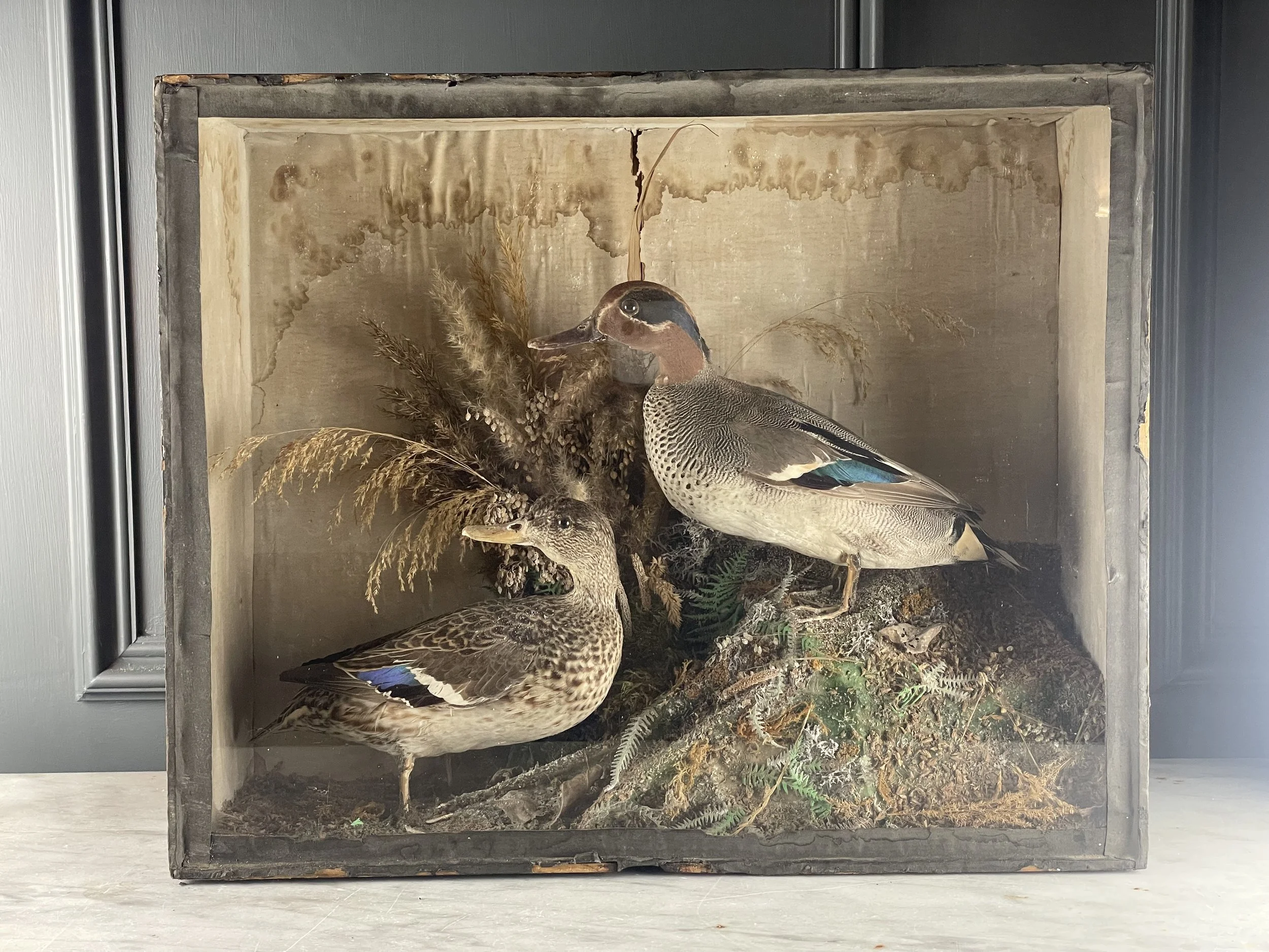 Pair Taxidermy Teal Ducks