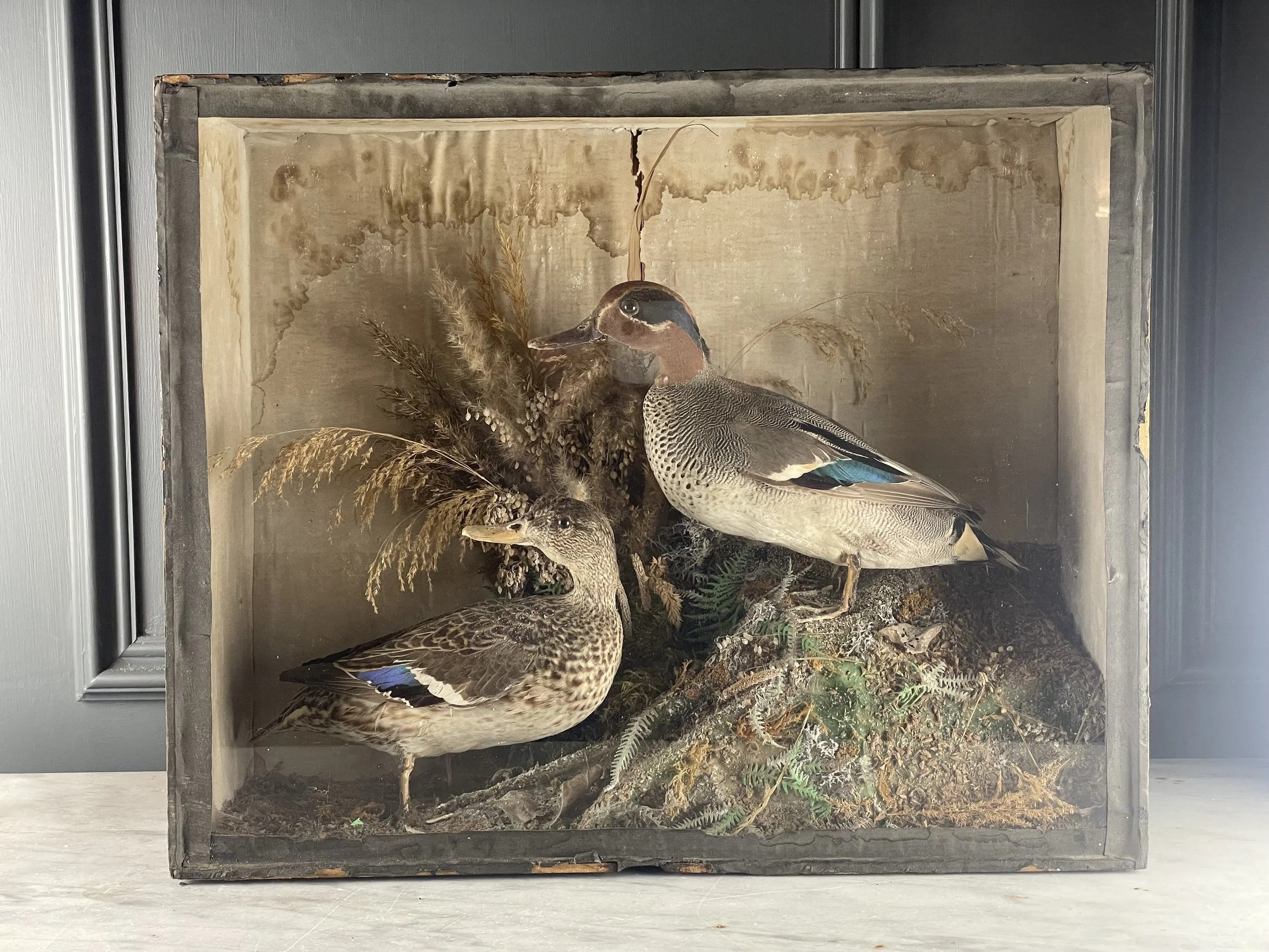 Pair of Taxidermy Teal Ducks