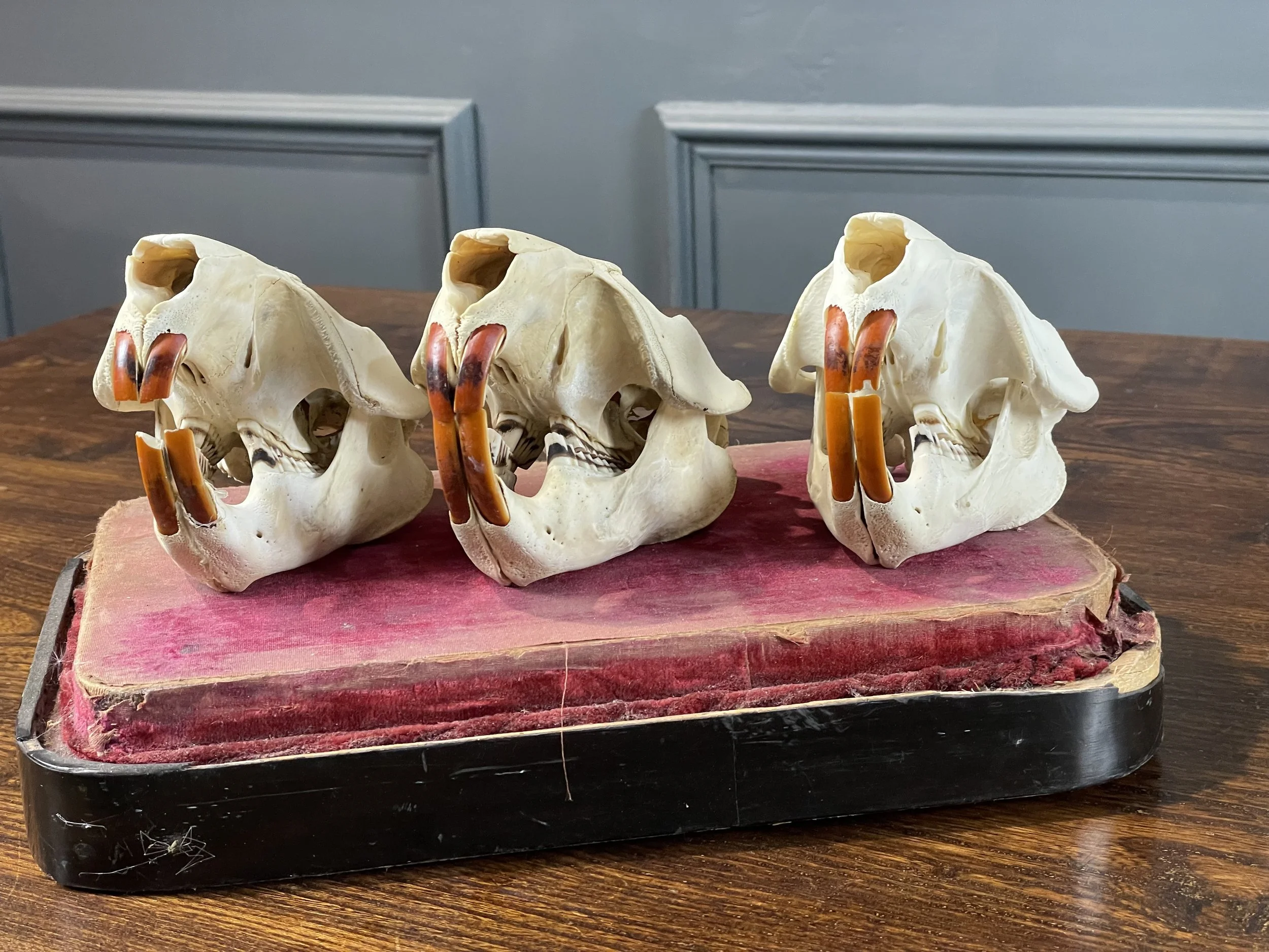Beaver Skulls