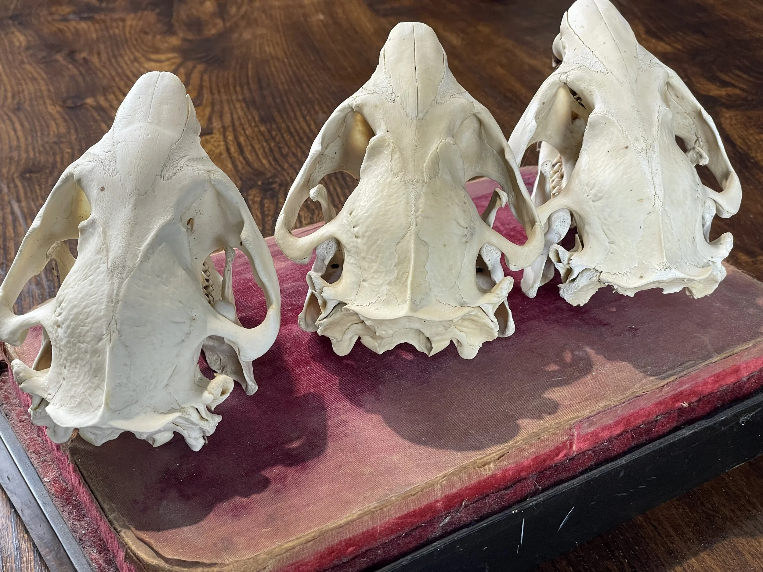 Beaver Skulls