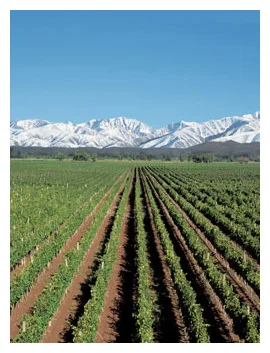 Malbec in Argentina