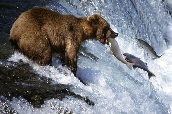 bear-salmon