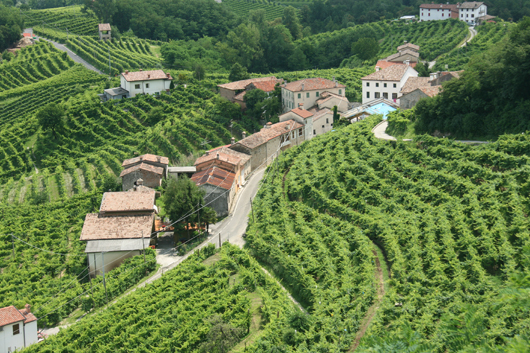 ValdobbiadeneVineyards_1951