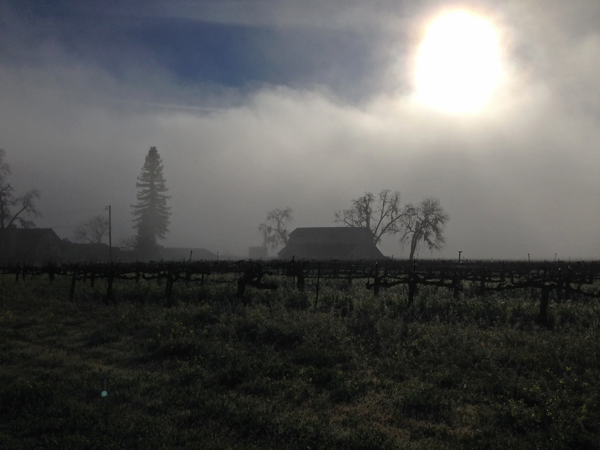 Wafting morning fog on Oakville Road