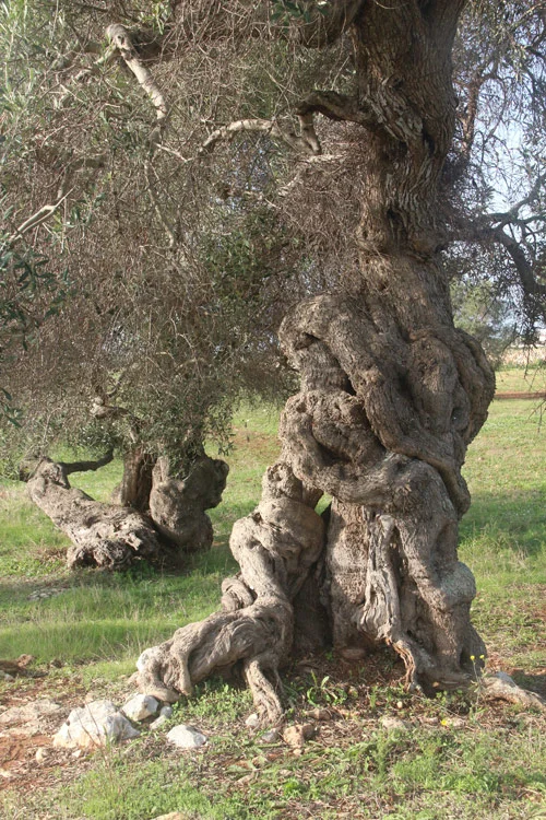 Centenarian olive trees that served as my bottle backdrop.