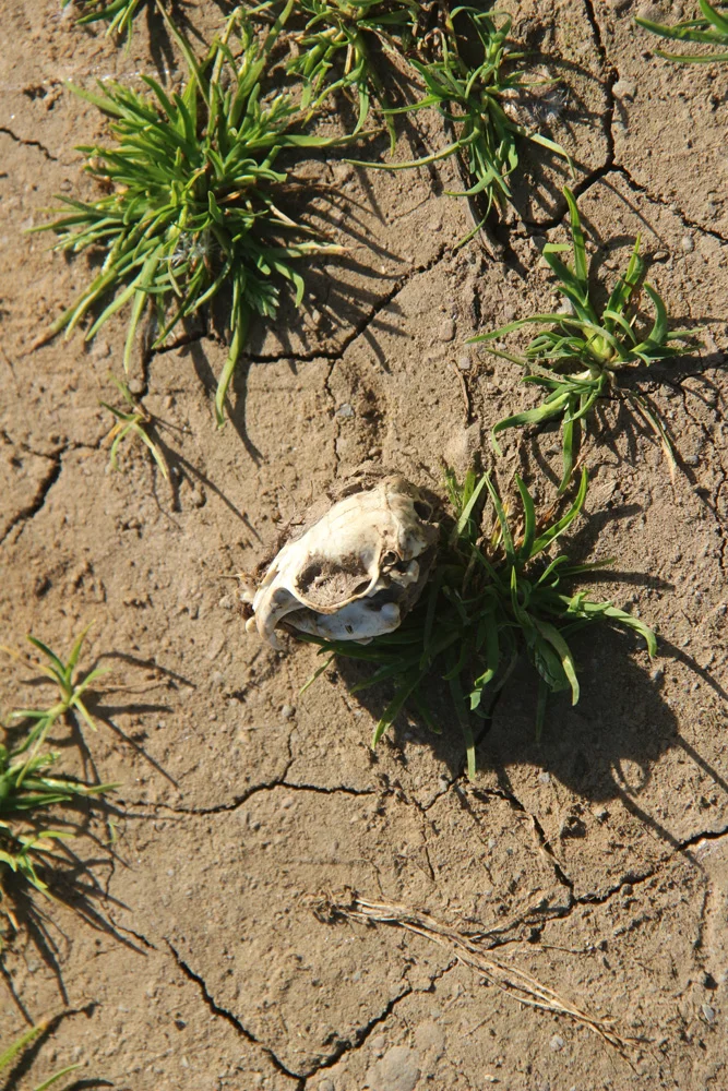 my vole skull, one of 2400 consumed by barn owls in trefethen's vineyards every year.