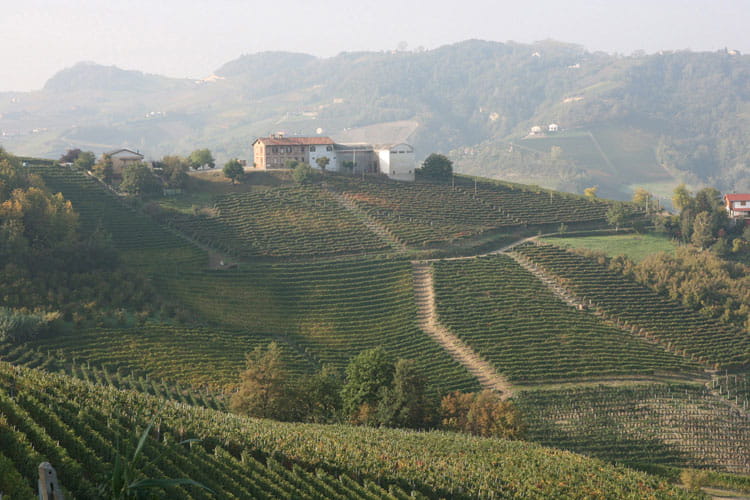 barolo wine