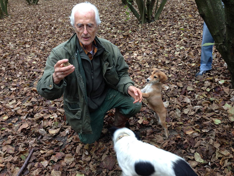 truffle hunt piedmont