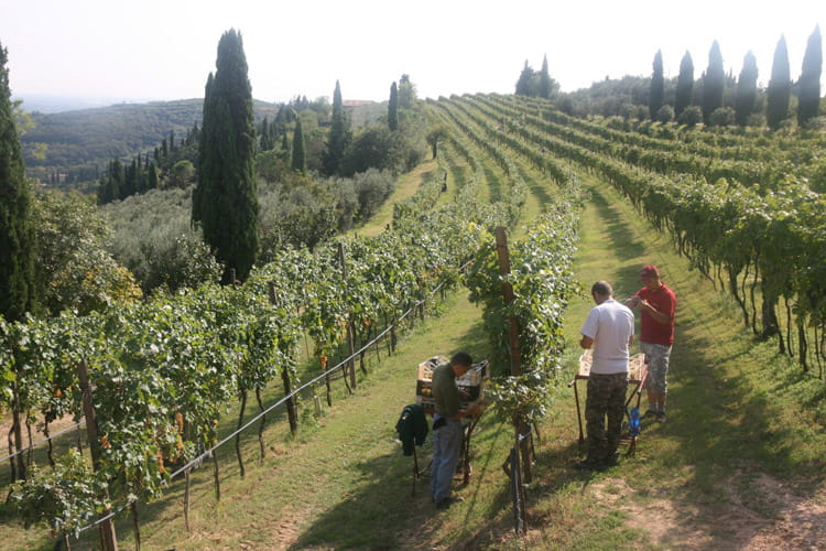 italy wine tours