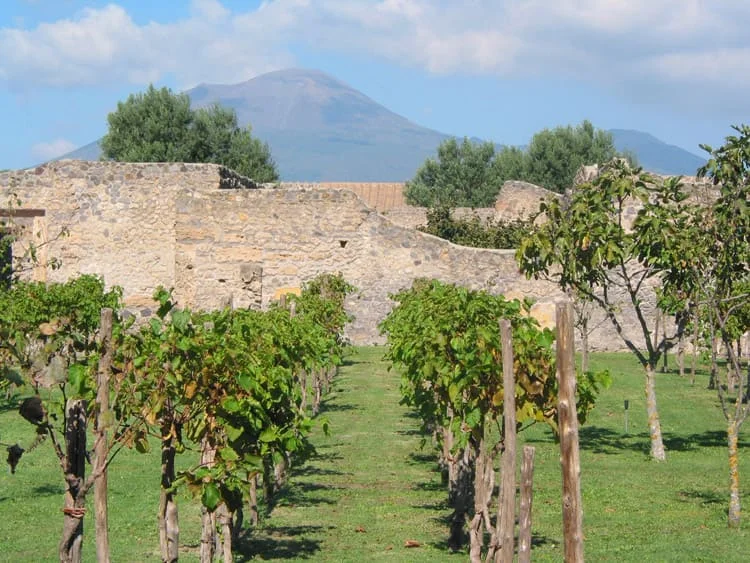wine tours amalfi coast