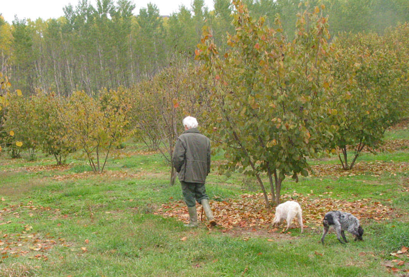 piedmont truffle hunt