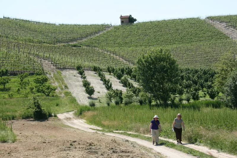 cinque terre walking tours