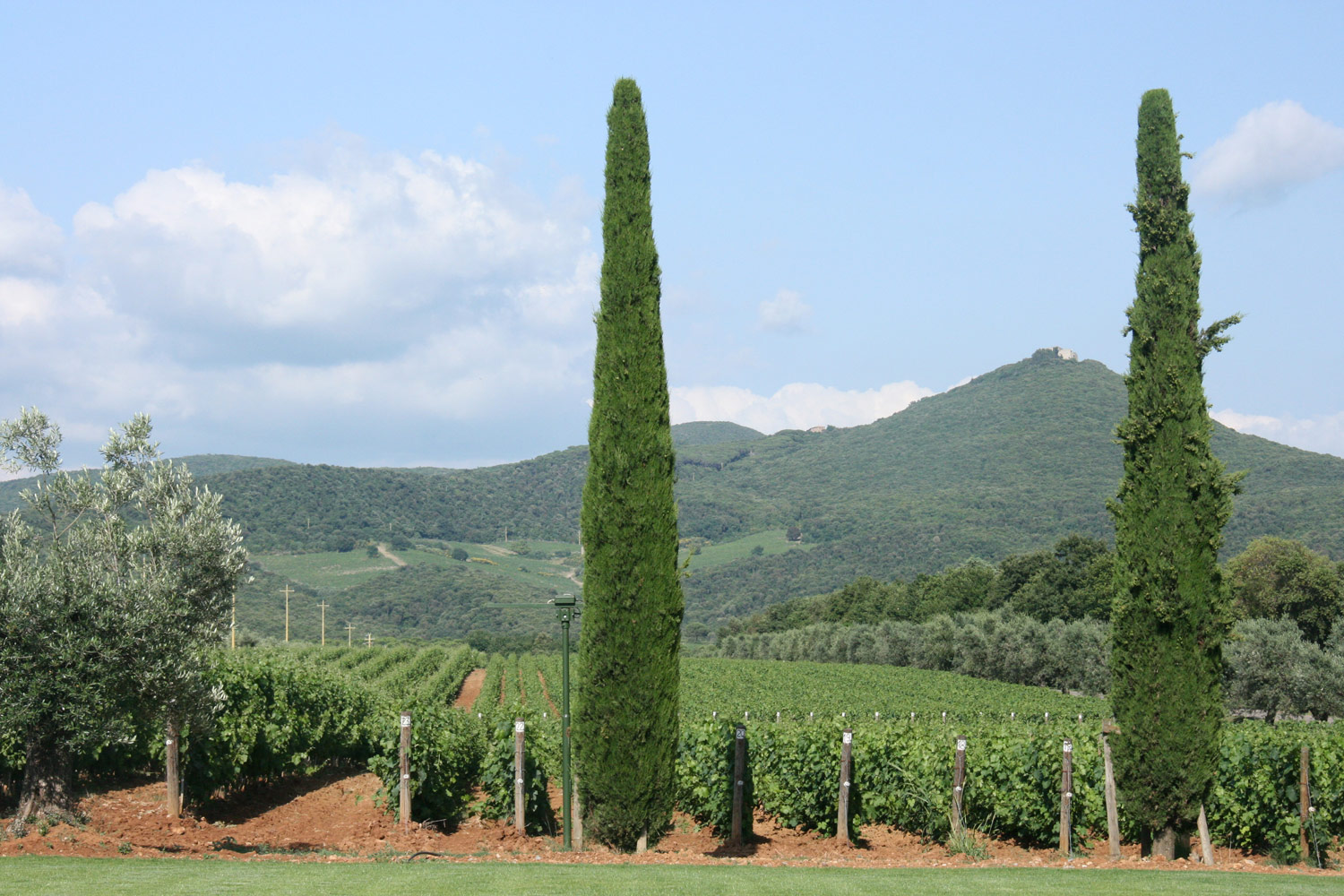 Castiglioncell on the hilltop, seen from Ornellaia’s estate