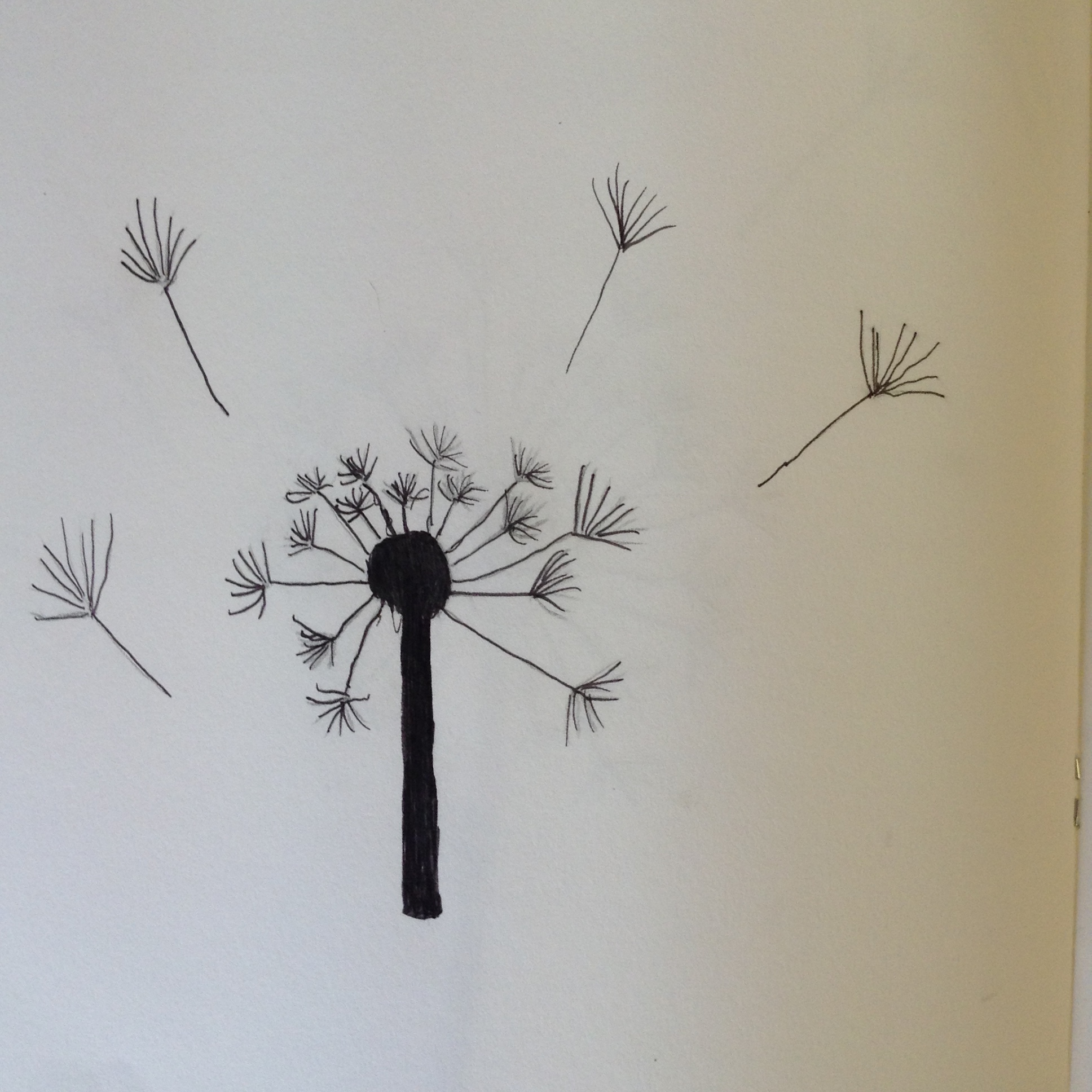 Drawing dandelions!