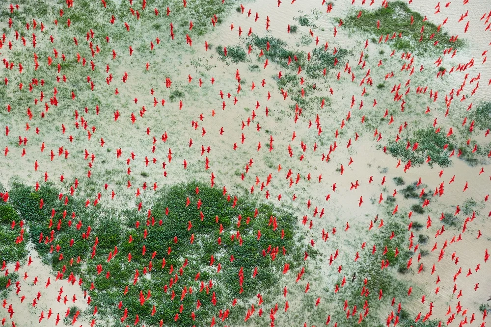 _Amazon_(scarlet_ibis)__2017.jpg
