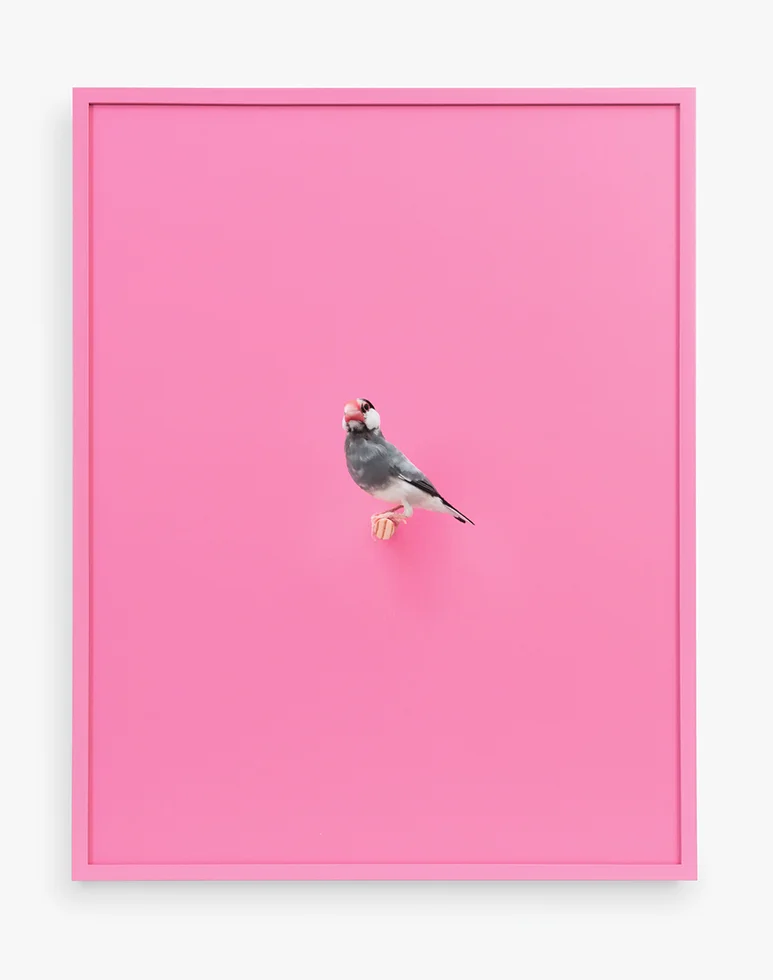 Daniel Handal Java Rice Finch (Bubble Gum) , 2016 Signed, titled, dated, and numbered on label, verso Archival pigment print, painted frame (Edition of 3 + 2 APs) 19 x 15 inches Clamp Art