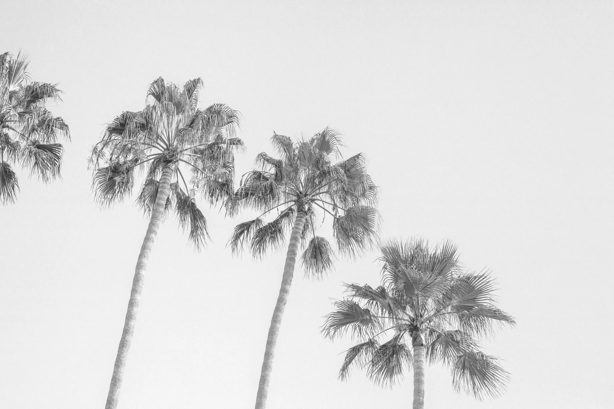 JC Palms 1 BW.jpg